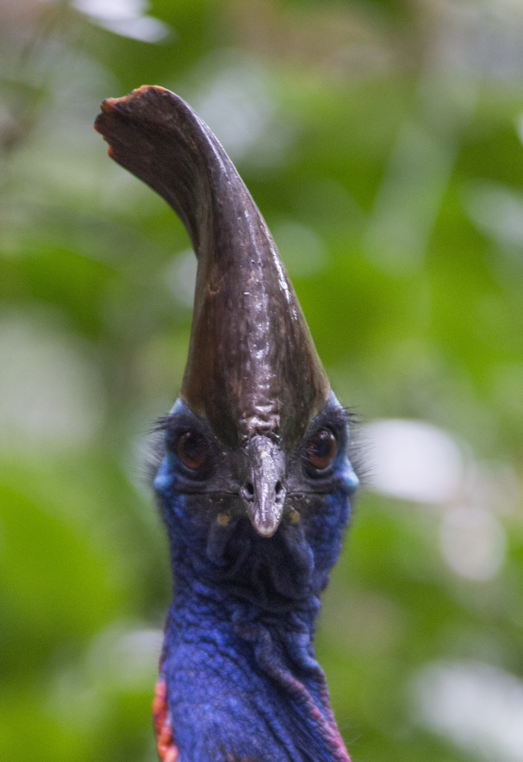 Southern Cassowary