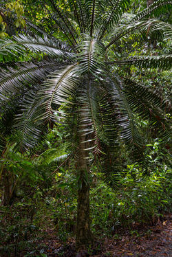 DaintreeNP_HopesCycad QPWS-WTMA perpetual licence © Steven Nowakowski_1 1