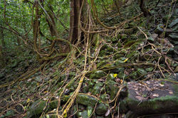WooroonooranNP_RussellRiverTributories QPWS-WTMA perpetual licence © Steven Nowakowski_1 1