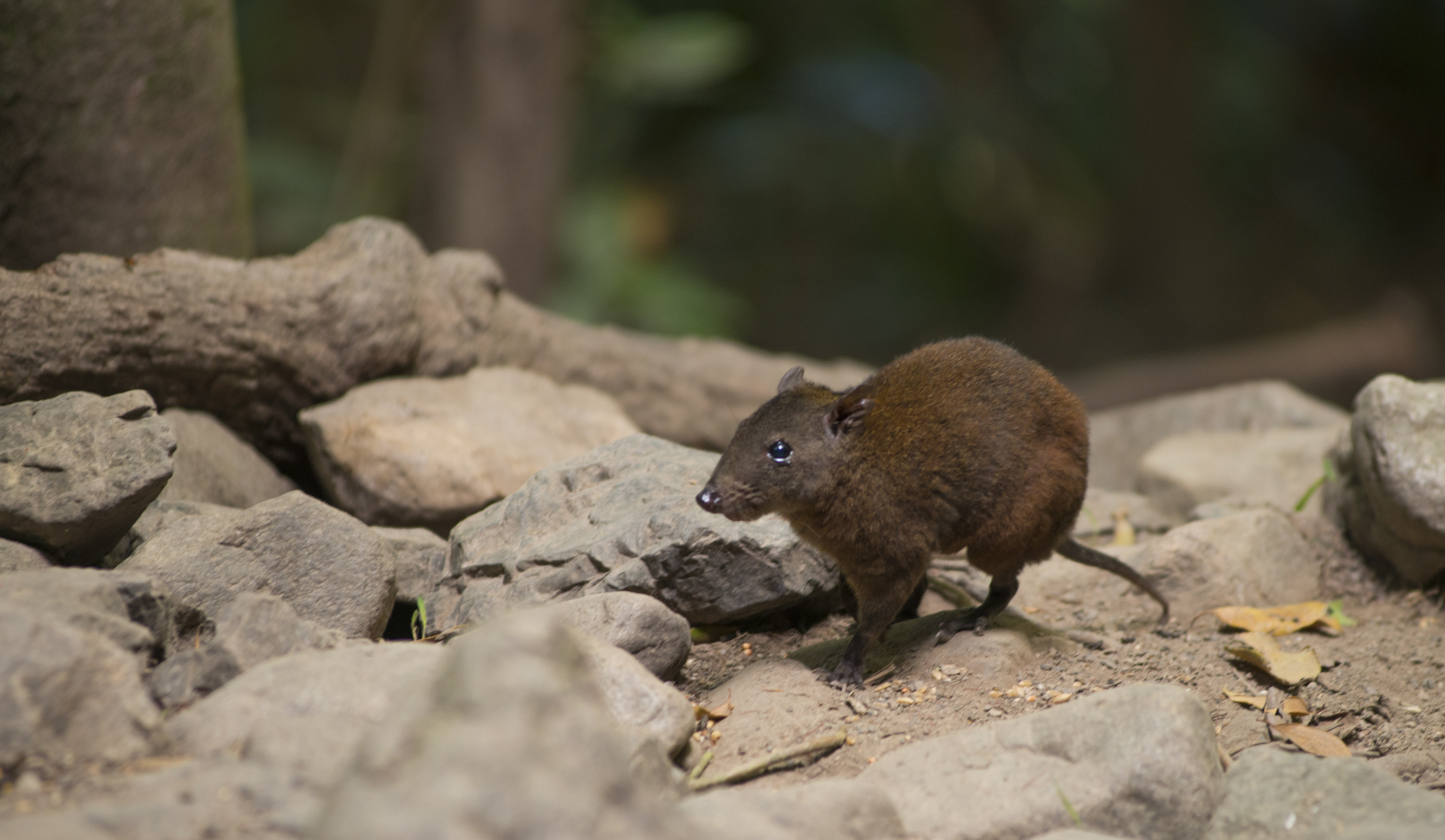 Musky Rat-kangaroo