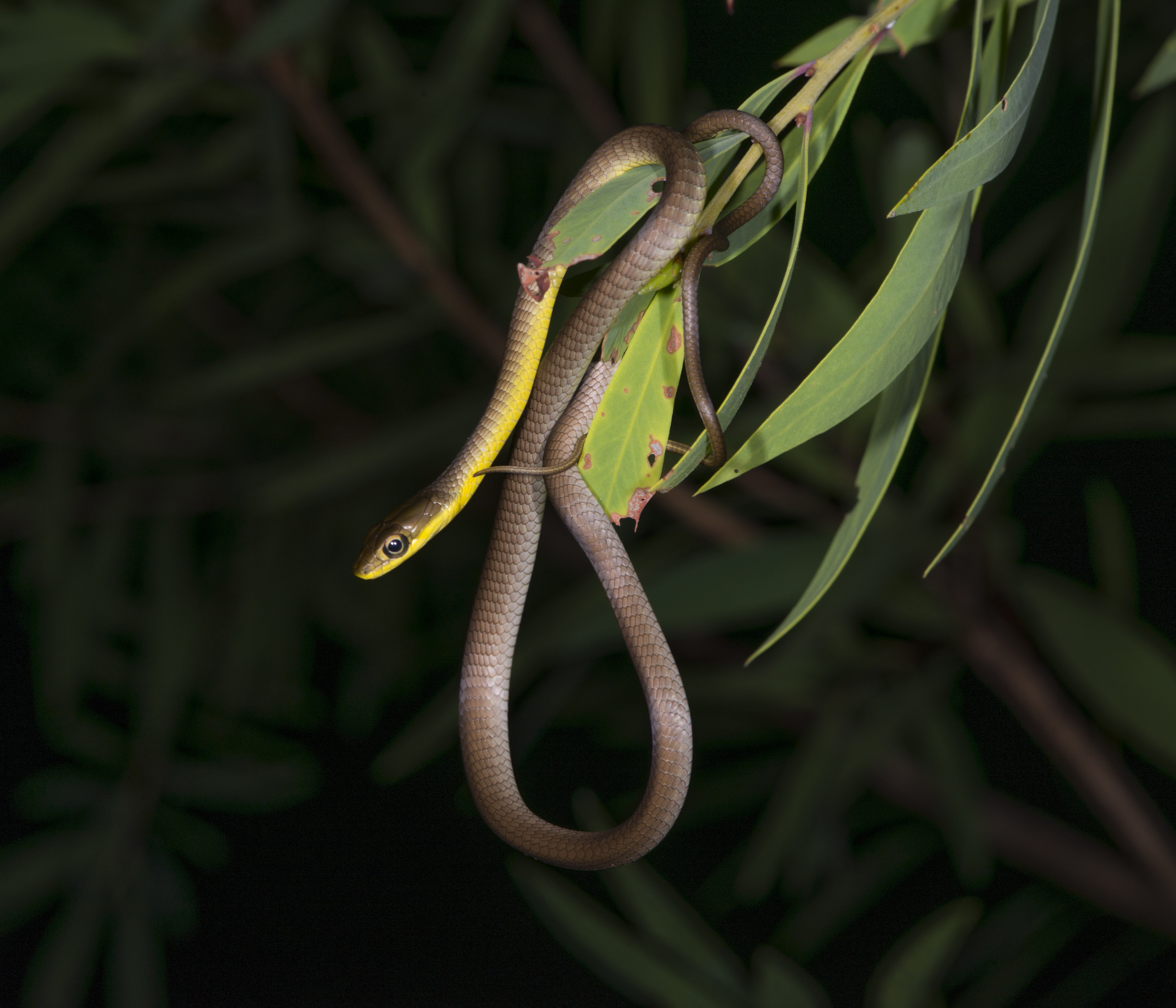 Northern Tree Snake