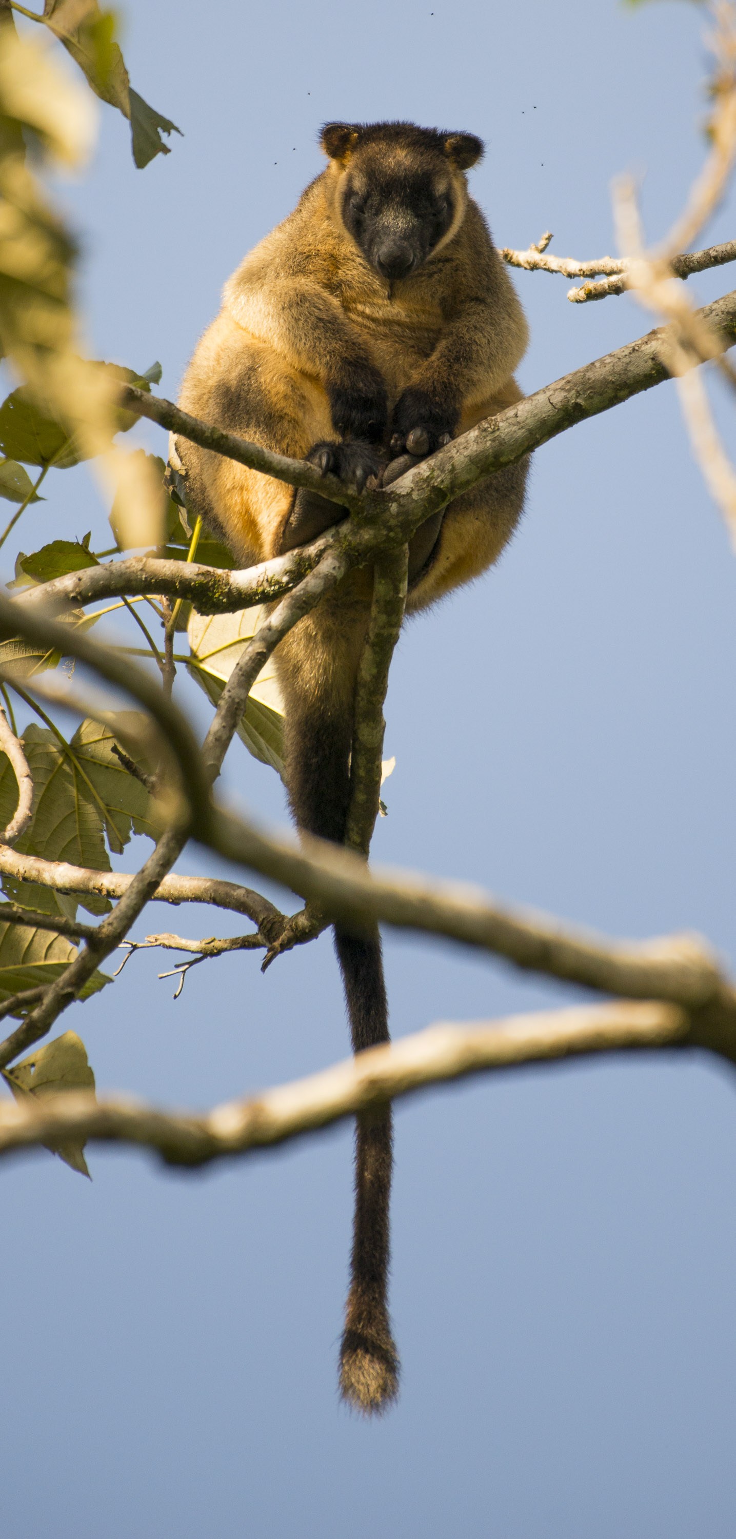 Lumholtz's Tree-kangaroo