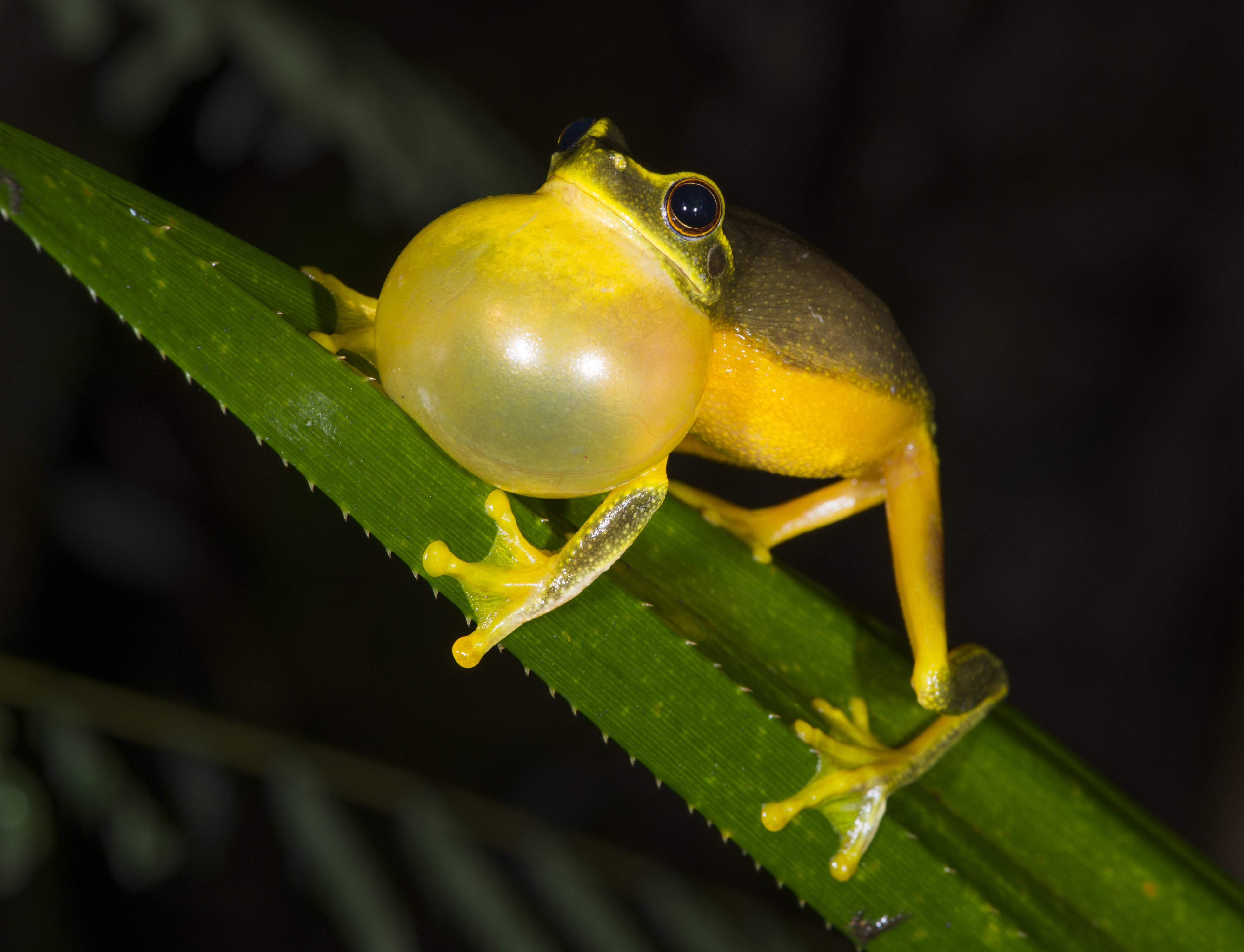 Graceful Treefrog