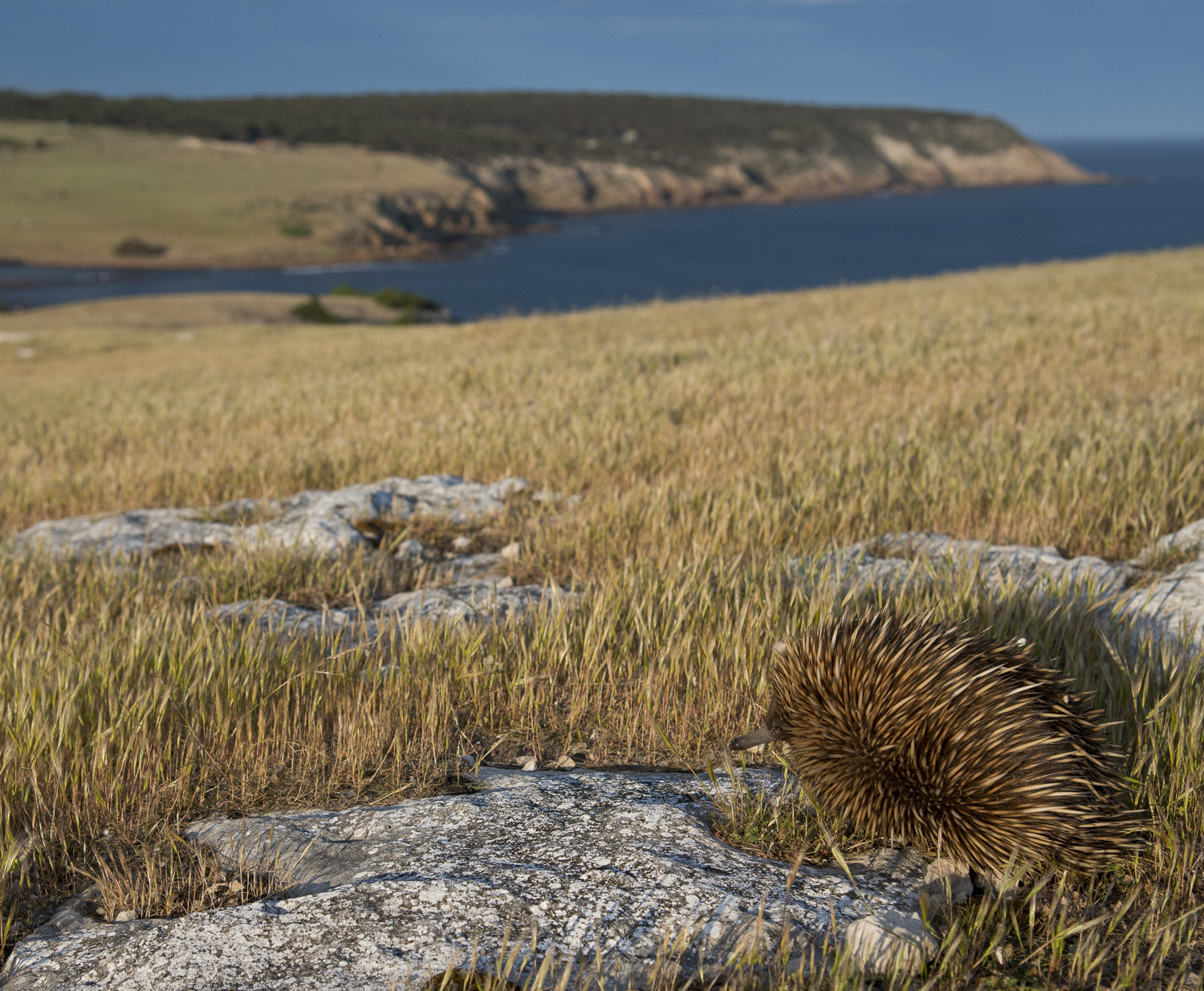 Echidna