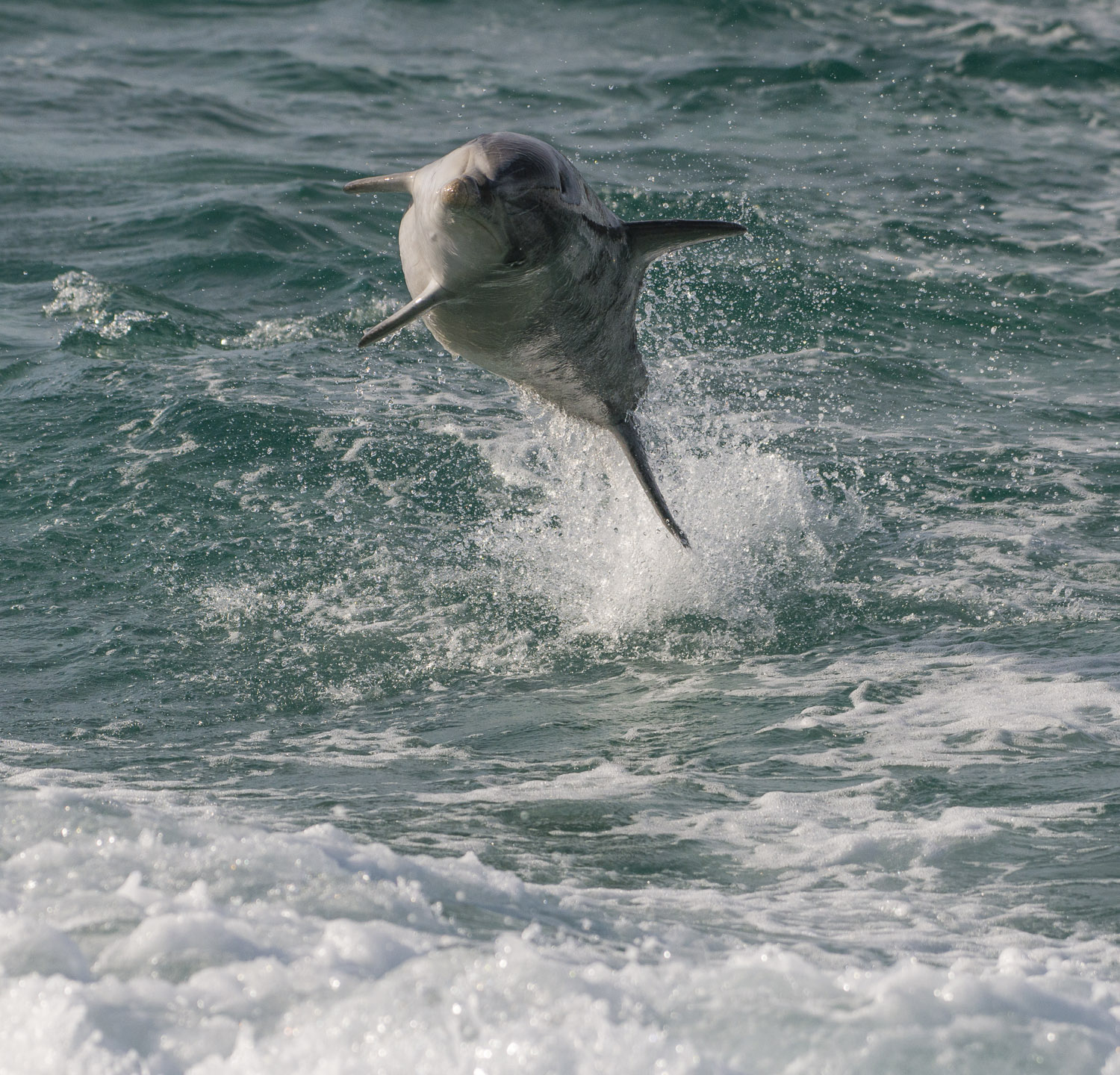 Bottlenose dolphins