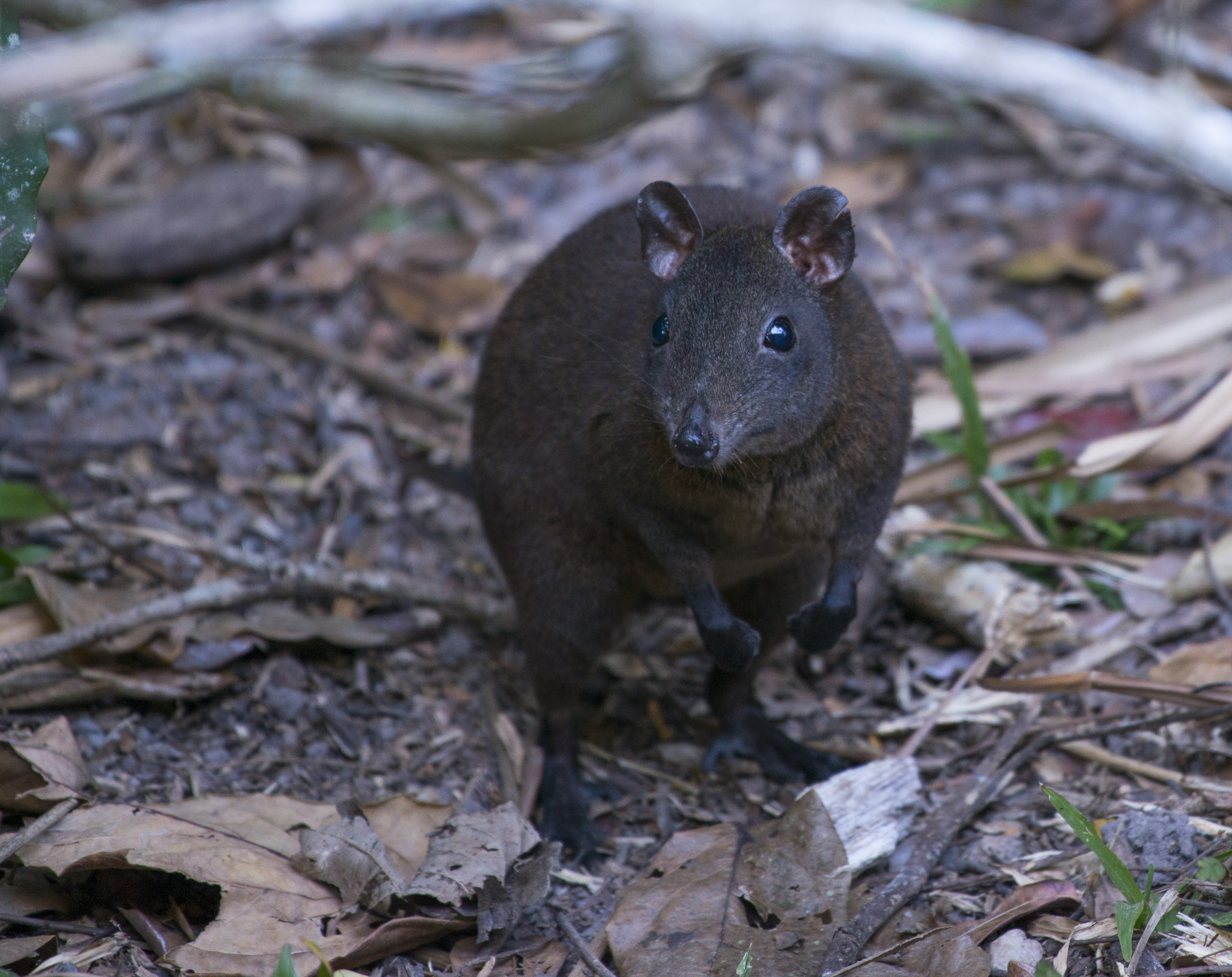 Musky Rat-kangaroo