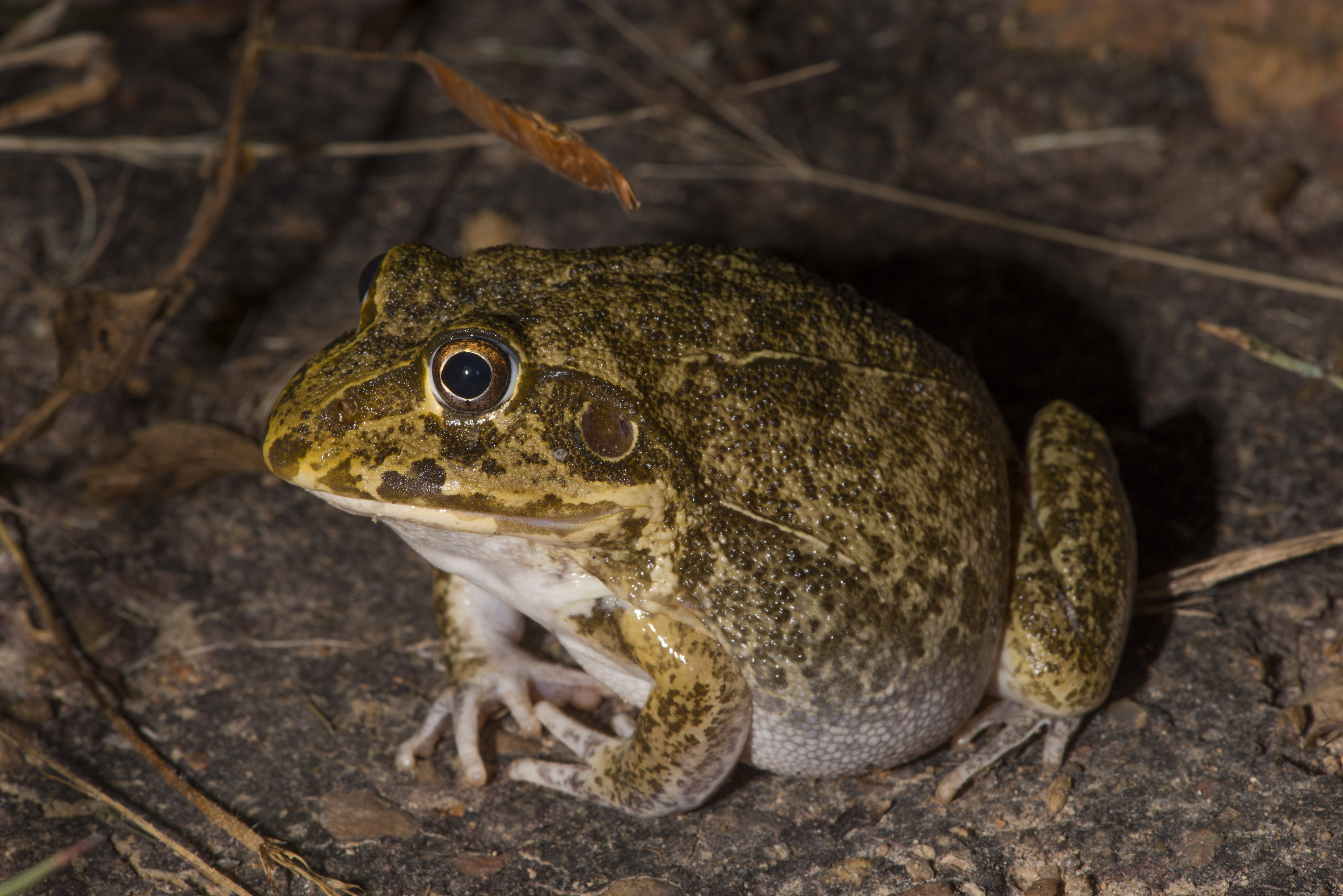 Wide-mouthed Frog