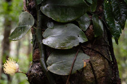 Daintree NP_MadjaBoardwalk_LowlandRainforest QPWS-WTMA perpetual licence © Steven Nowakows