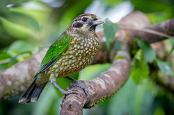 Spotted Catbird QPWS-WTMA perpetual licence © Dom Chaplin_06