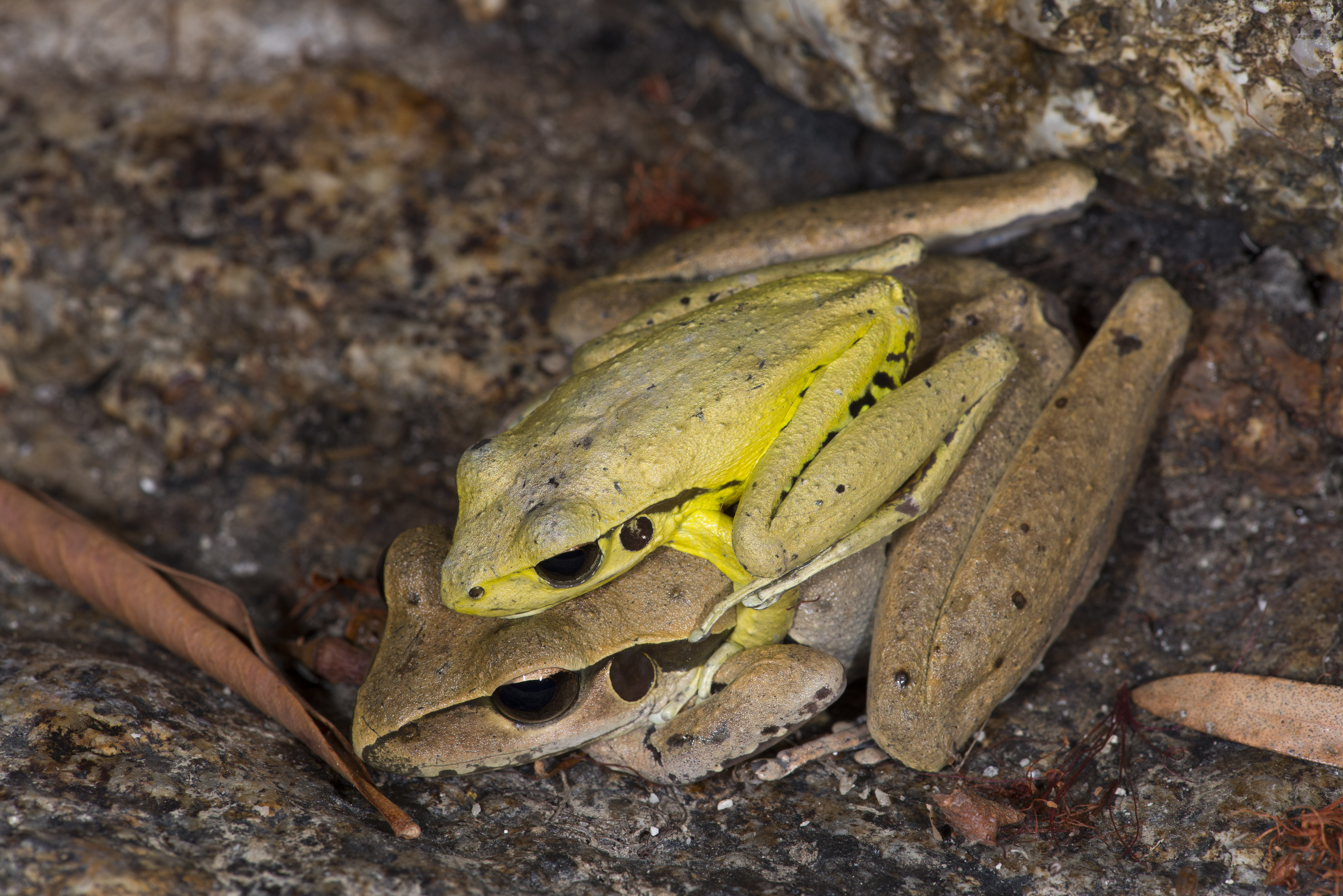 Stony-creek Frog
