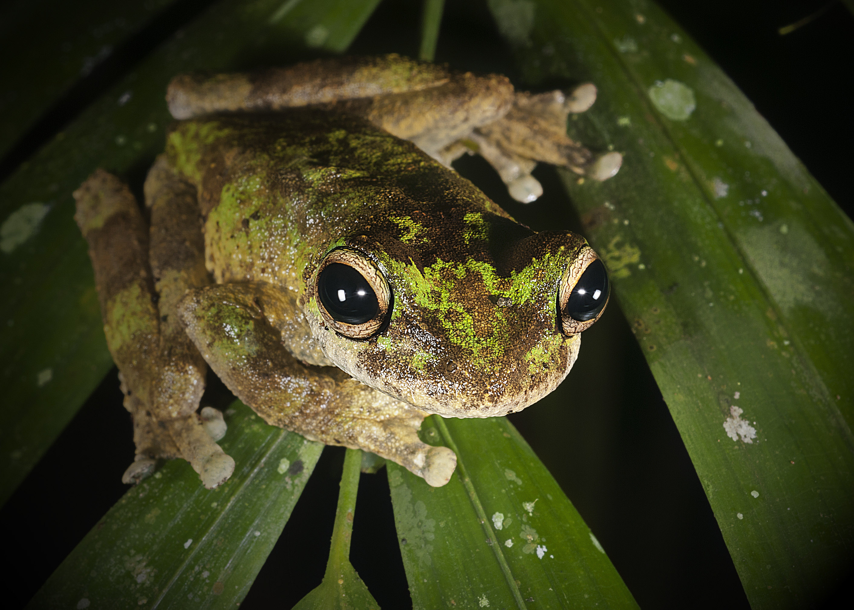 Green-eyed Treefrog