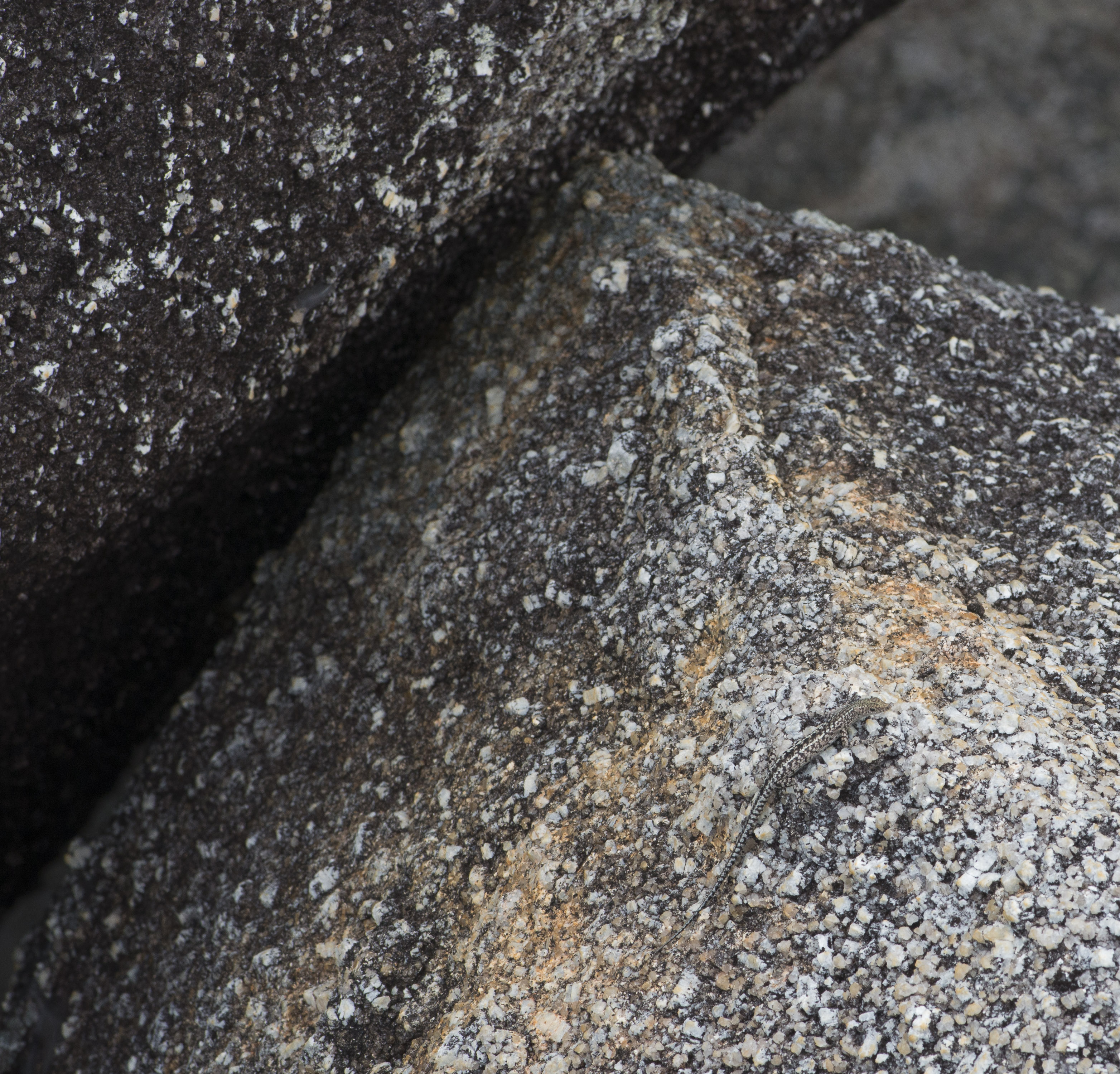 Cape Melville Skink