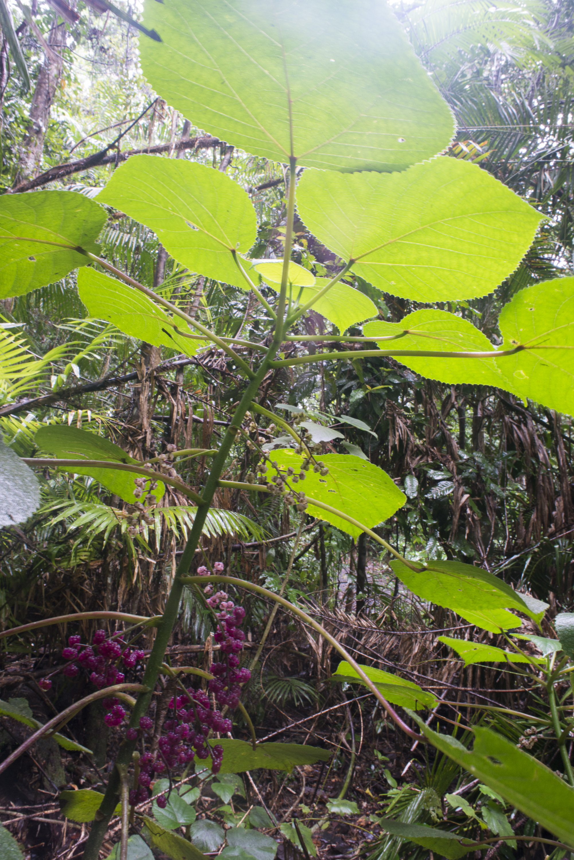 Stinging Tree