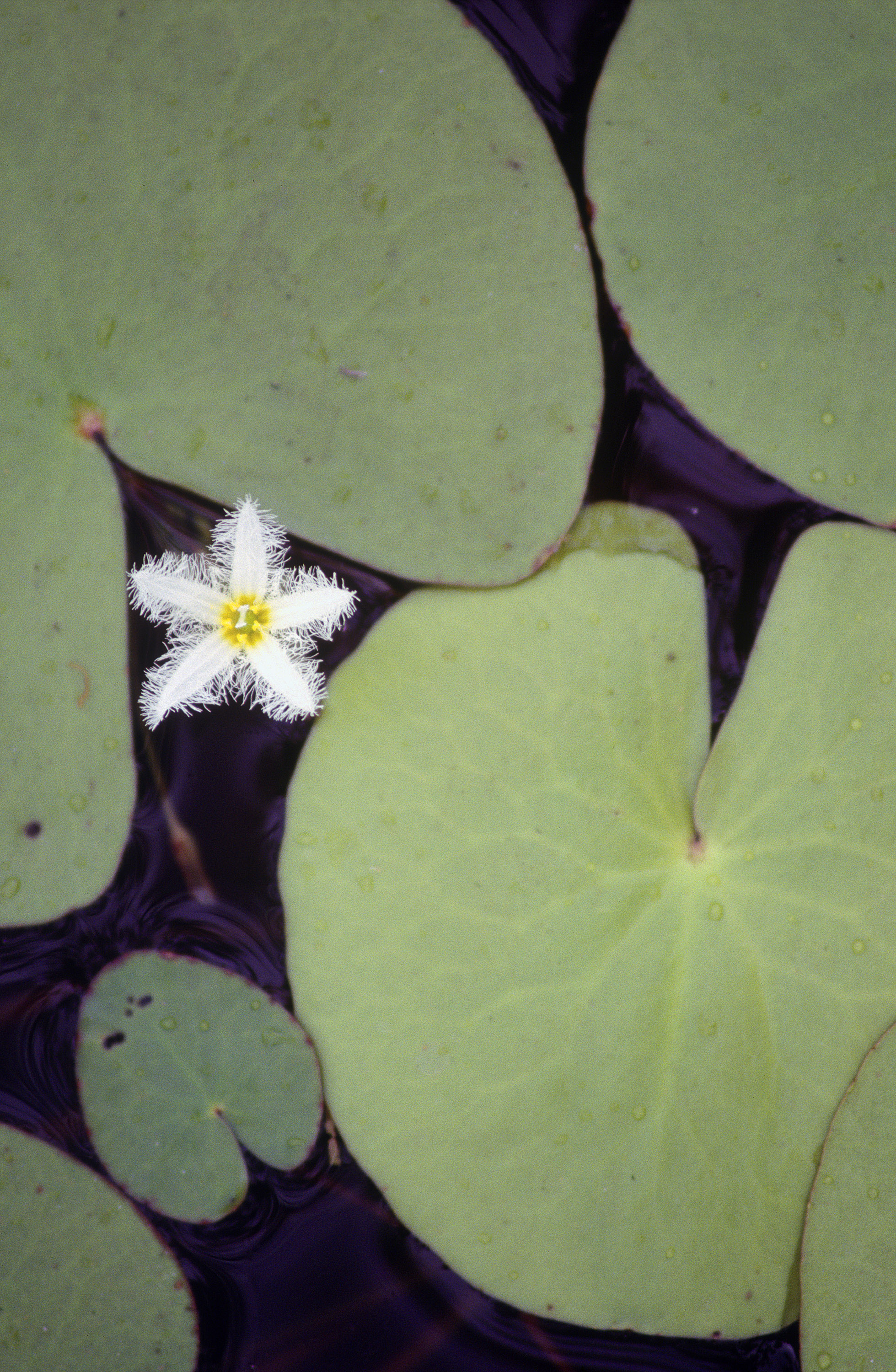 Water snowflake