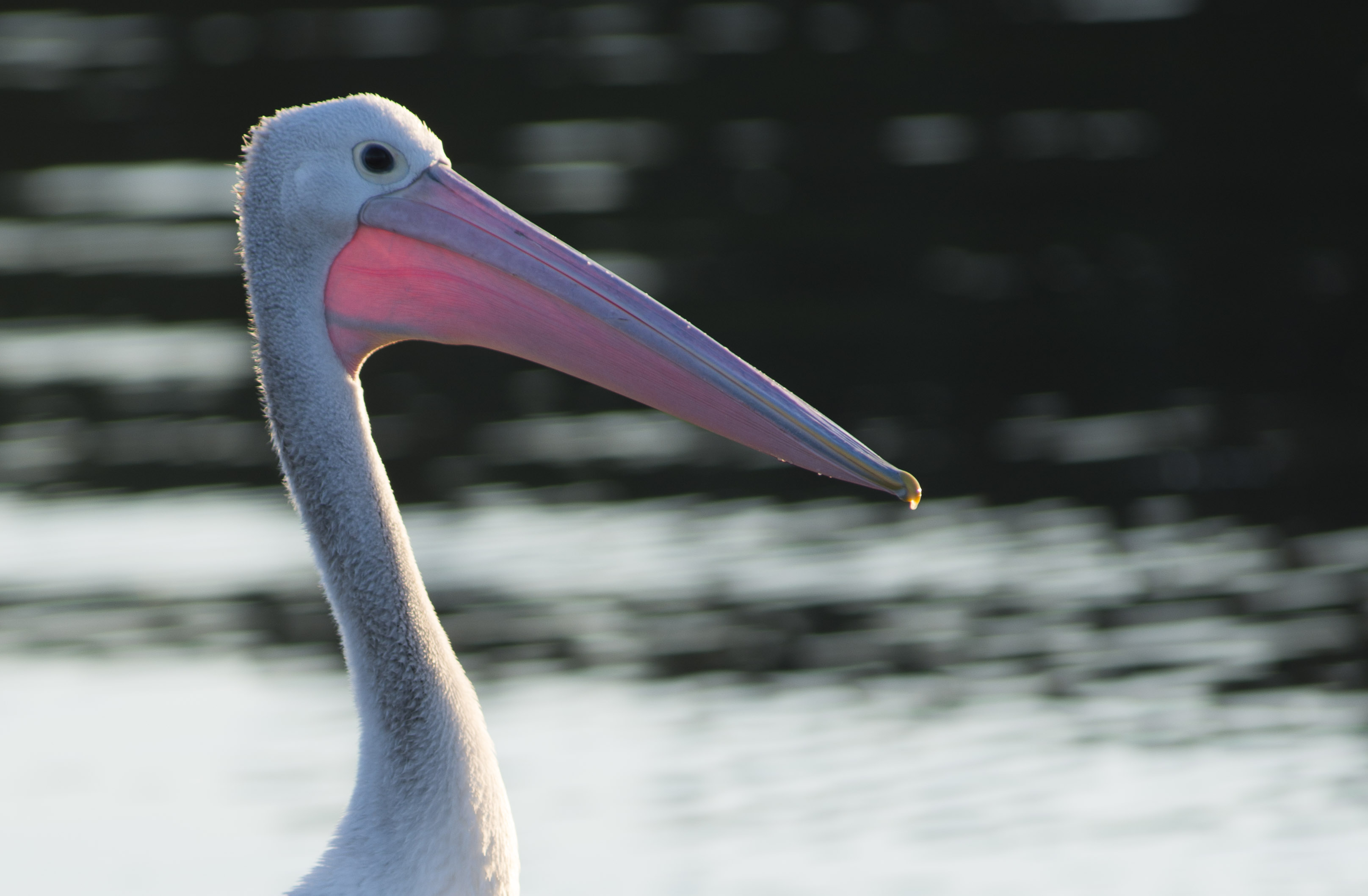 Australia Pelican
