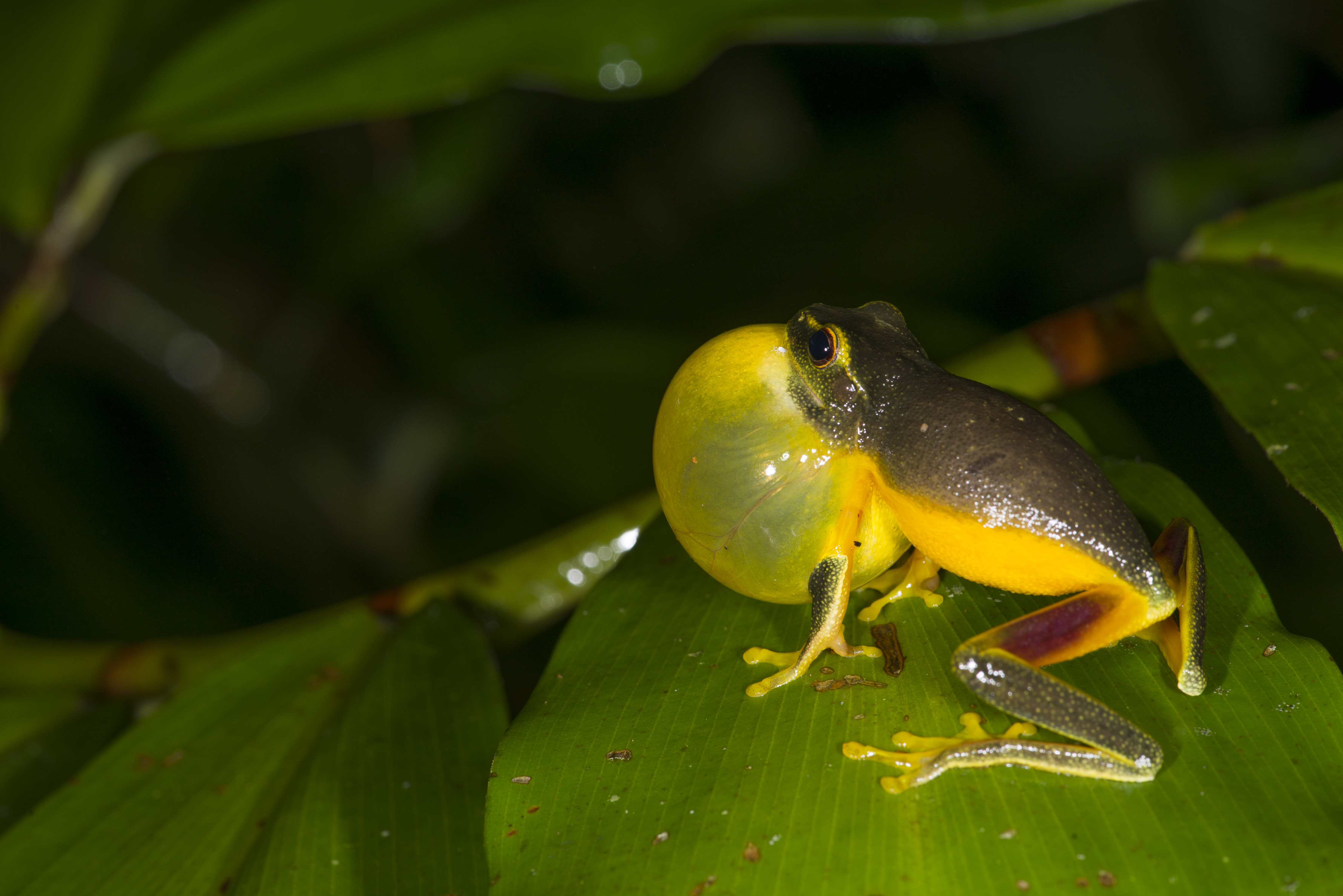 Graceful Treefrog