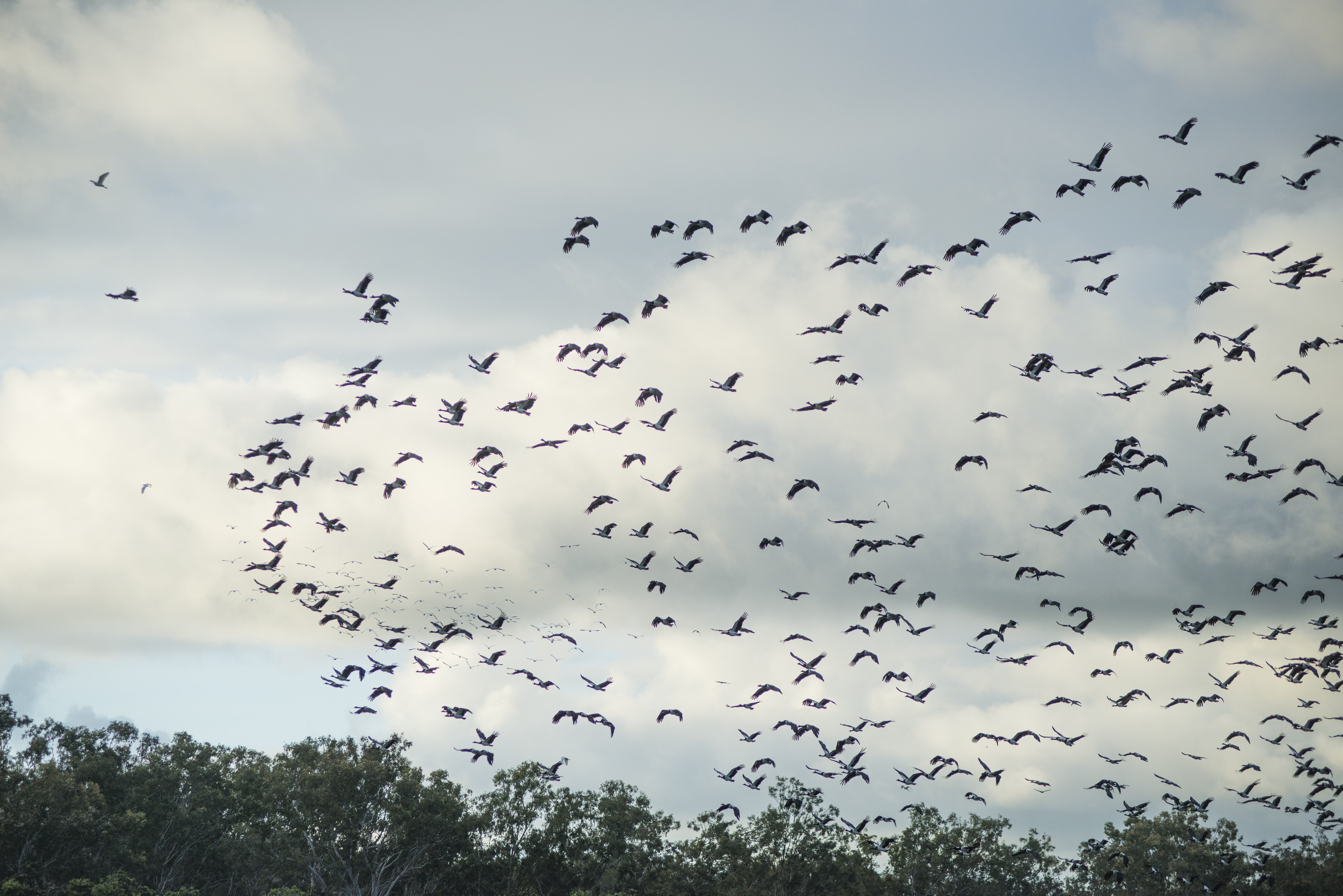 Magpie Geese