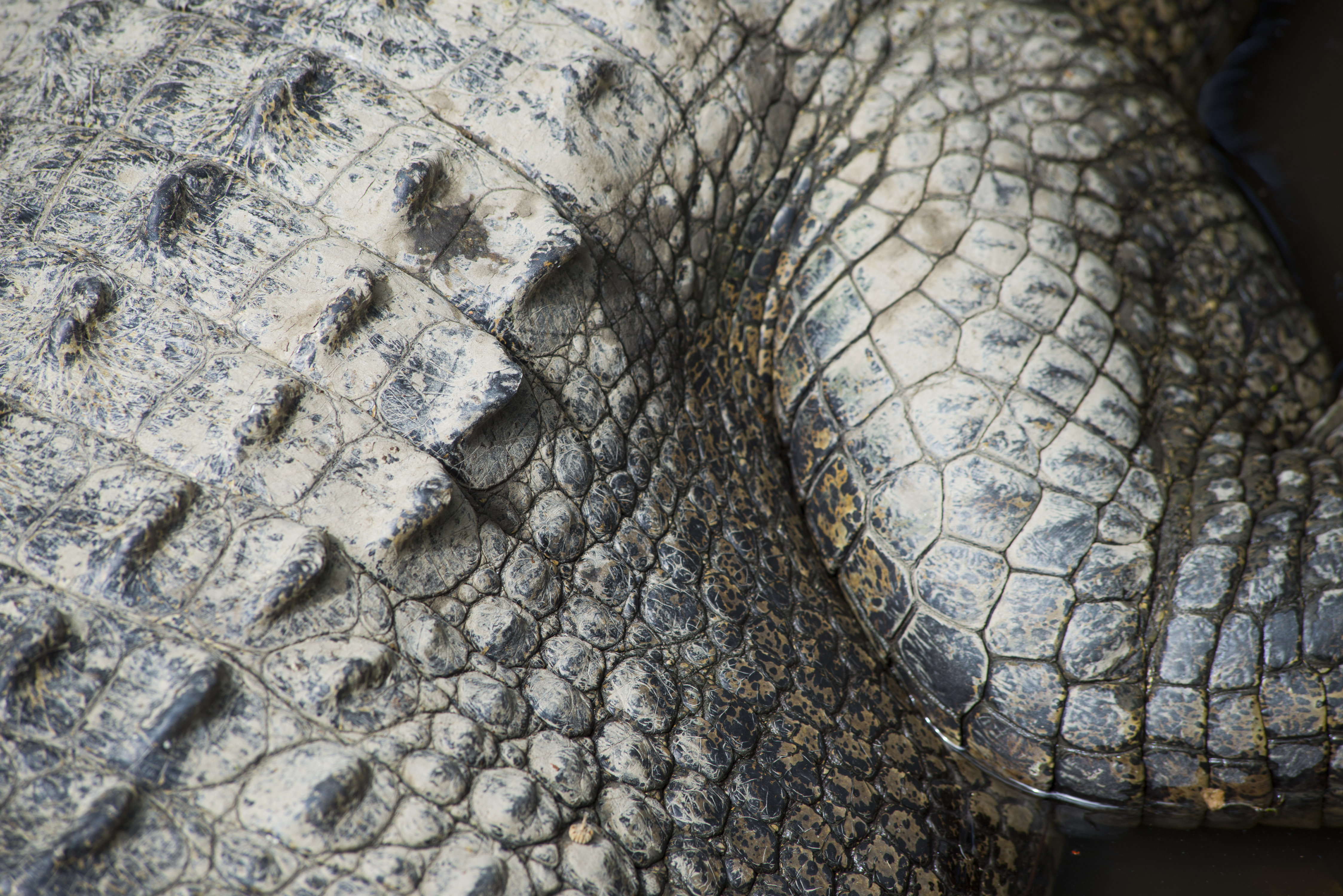 Estuarine Crocodile