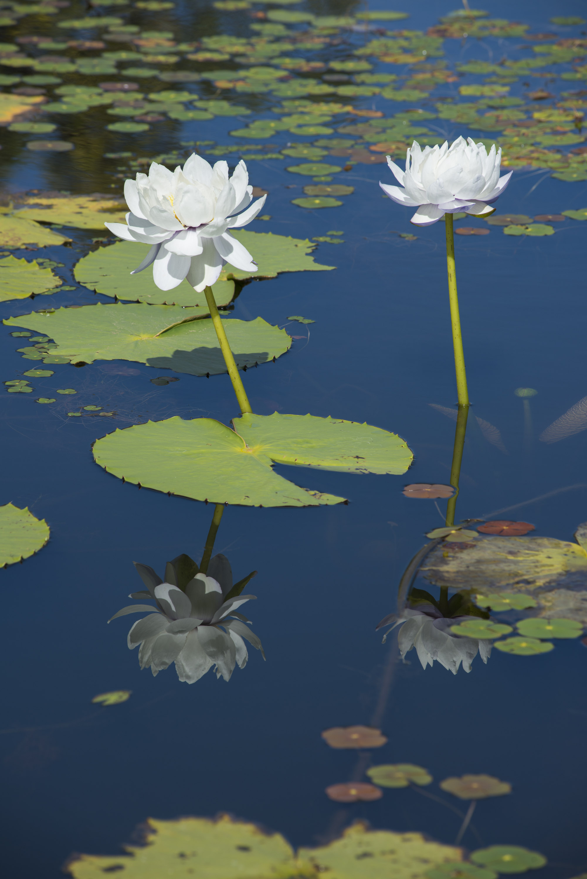 Giant Water Lily