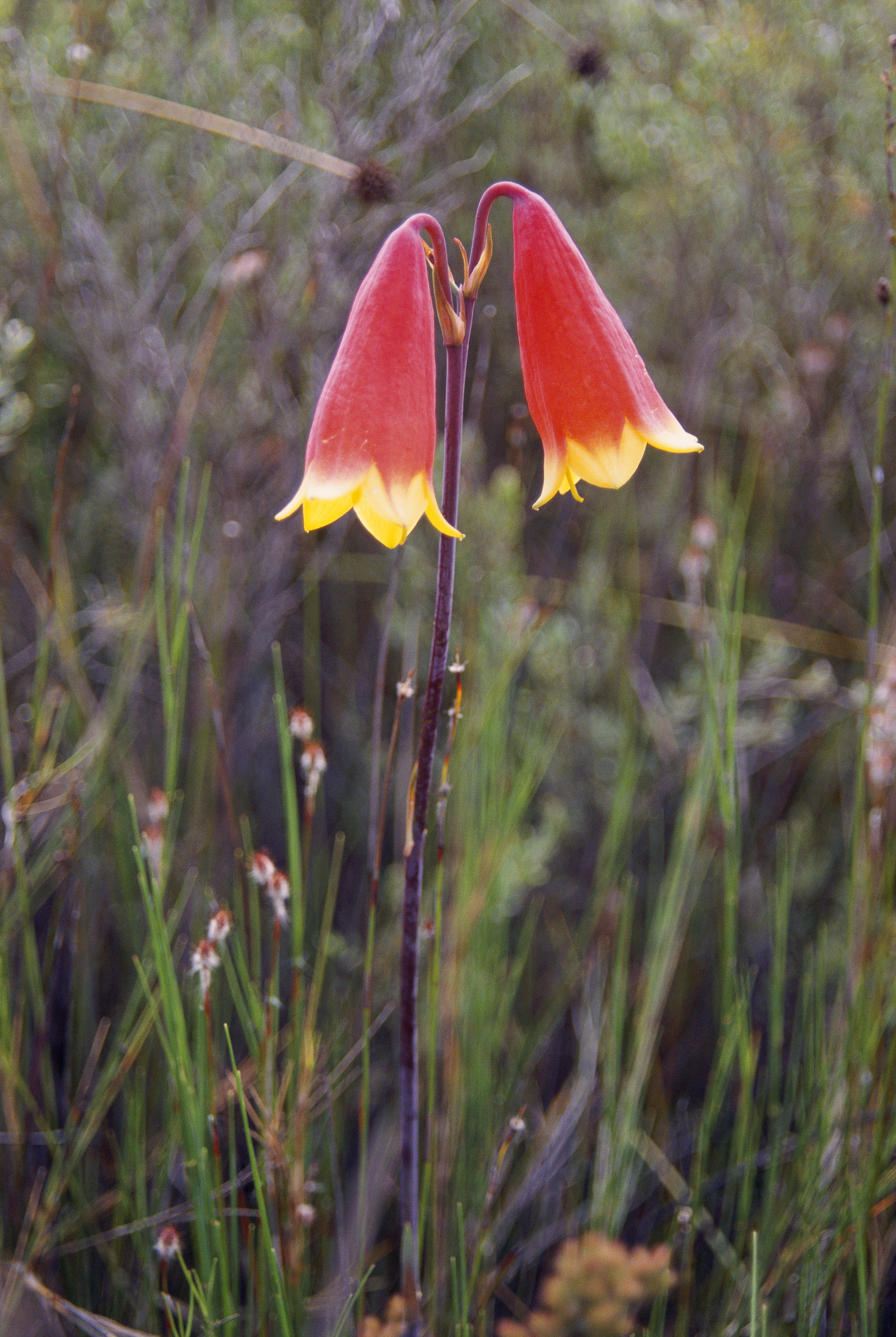 Christmas Bells