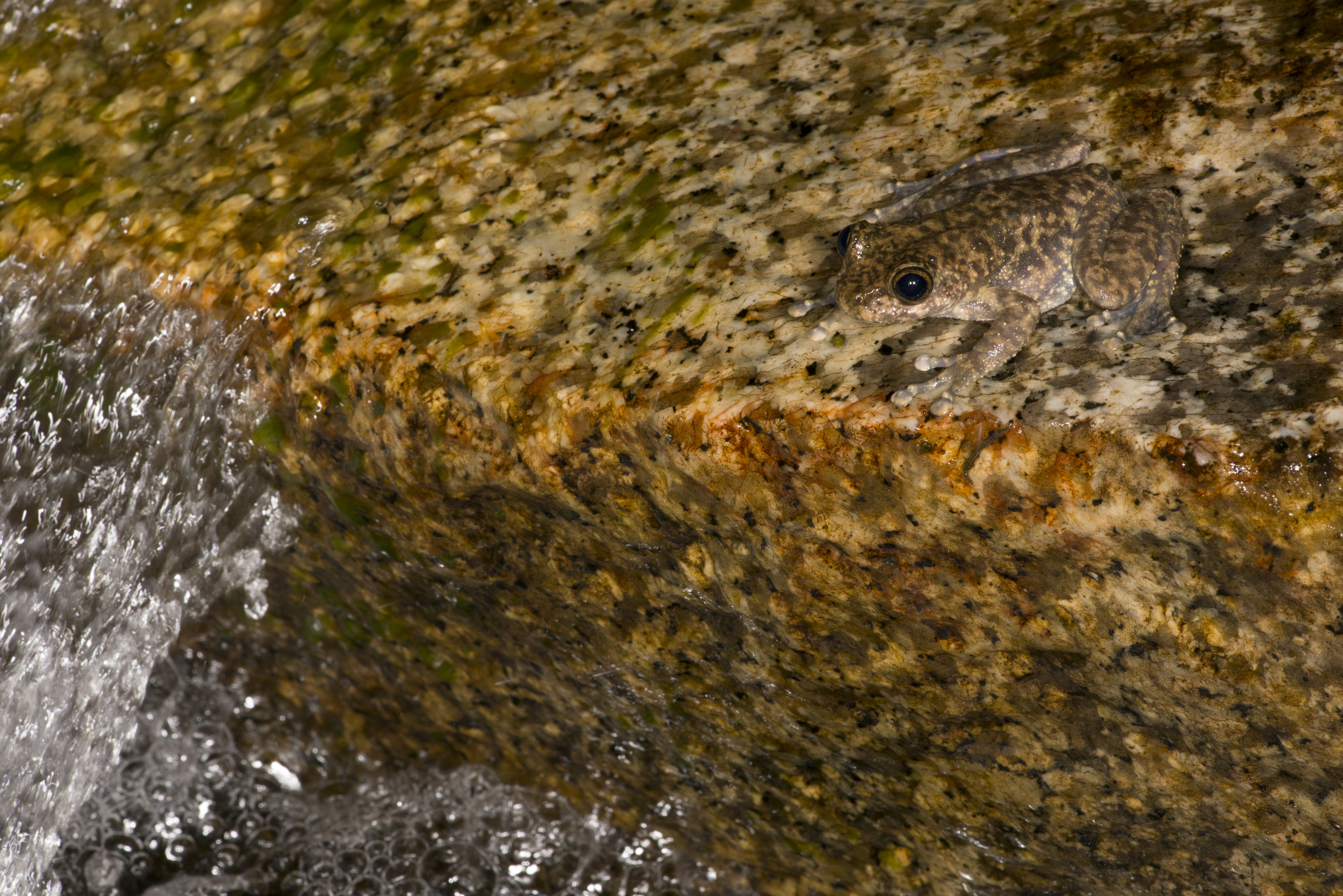 Waterfall Frog