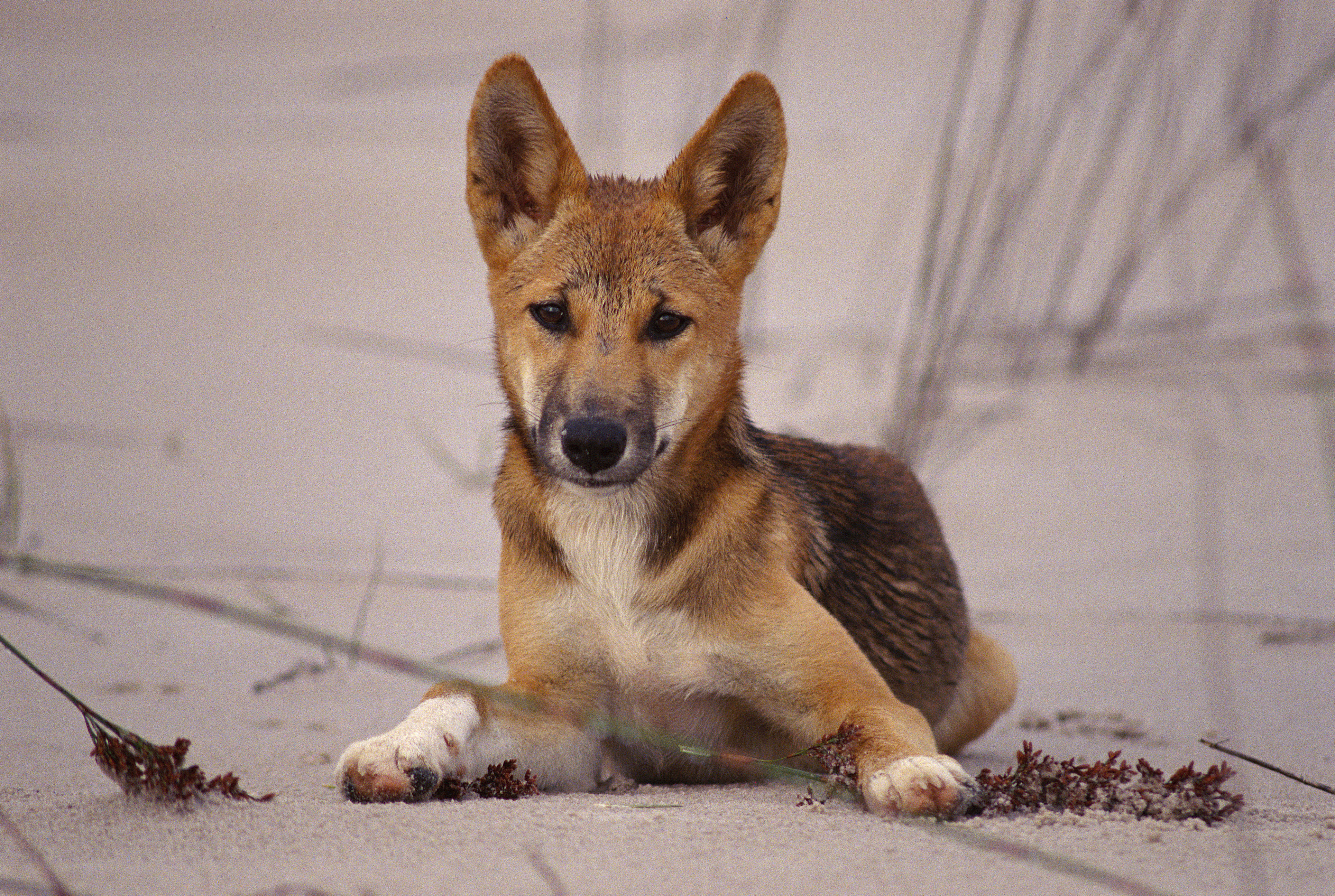 Dingo on Fraser Island