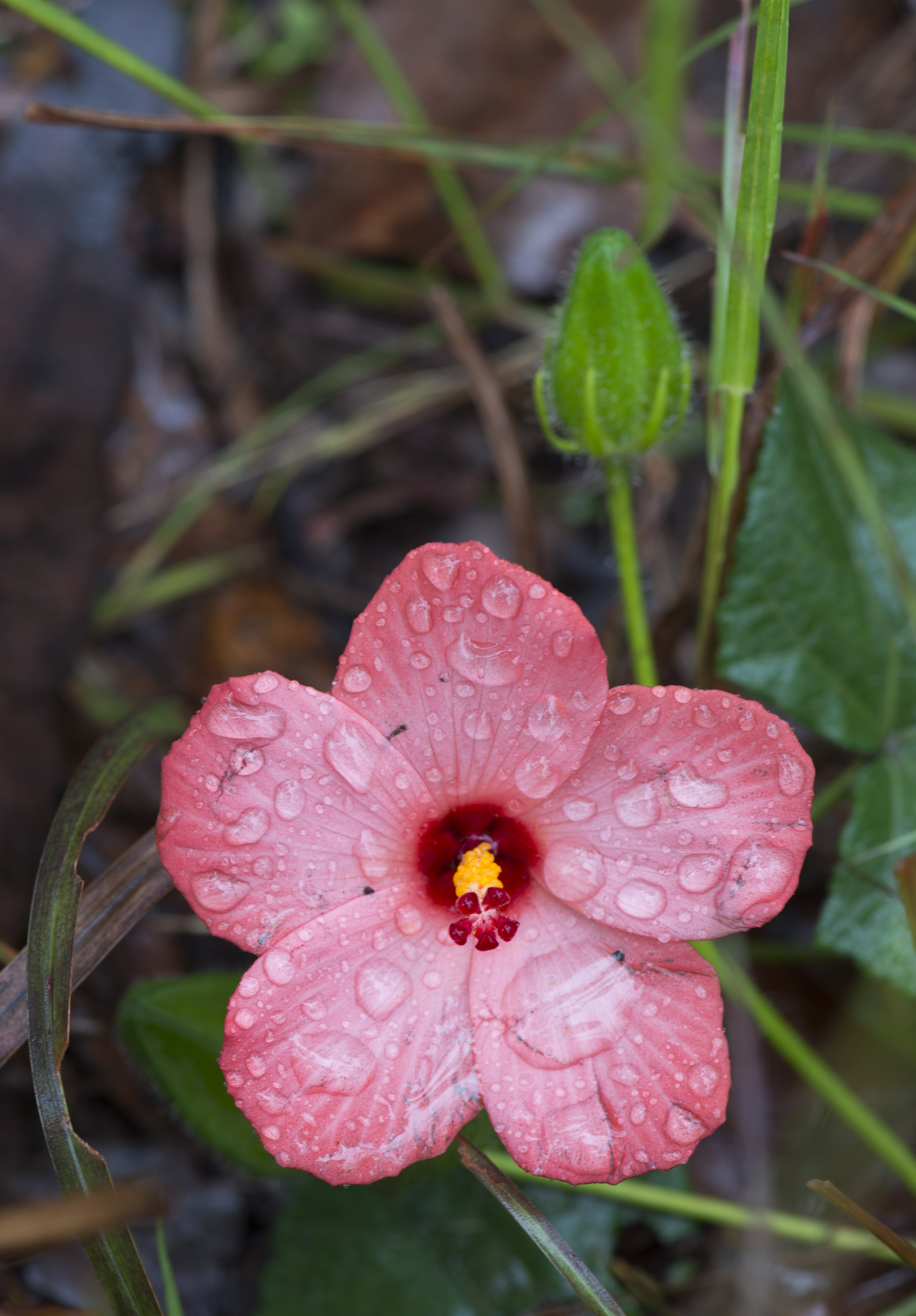 Musk Mallow (Native Rosella)
