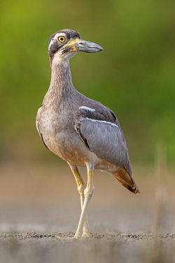Beach Stone-curlew QPWS-WTMA perpetual licence © Dom Chaplin_01