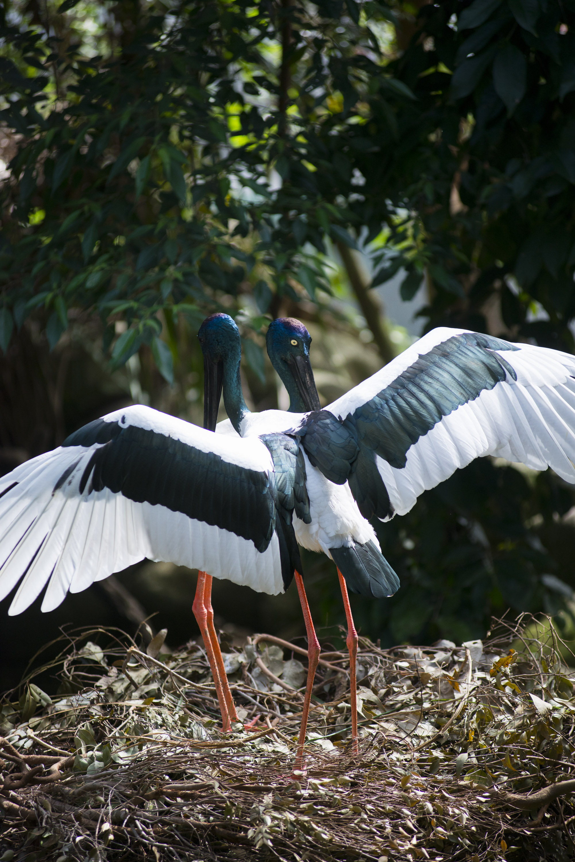 Black-necked Stork