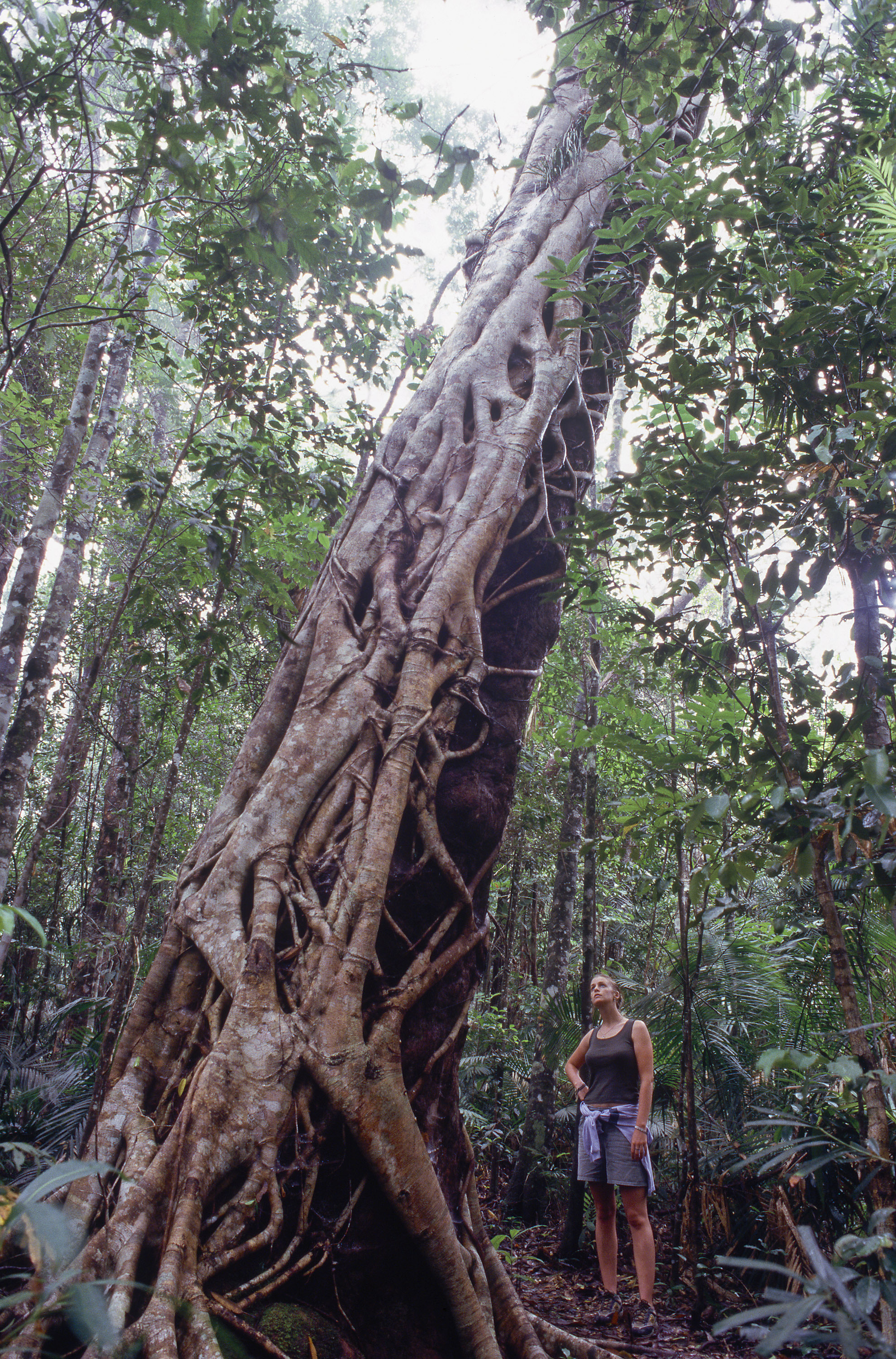 Strangler Fig