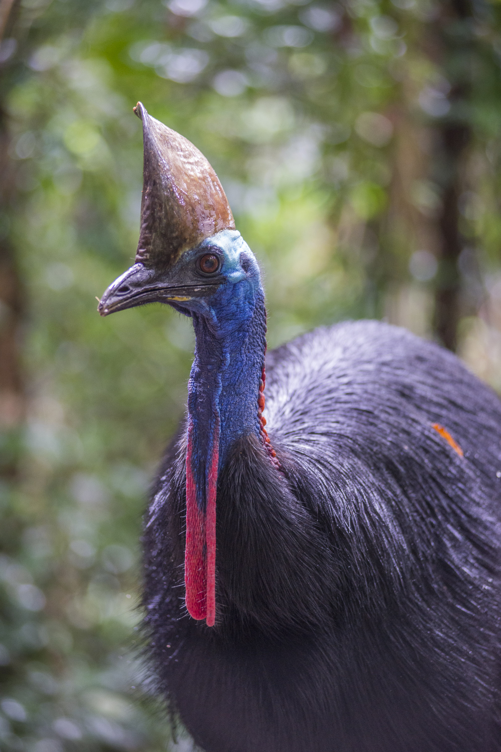 Southern Cassowary