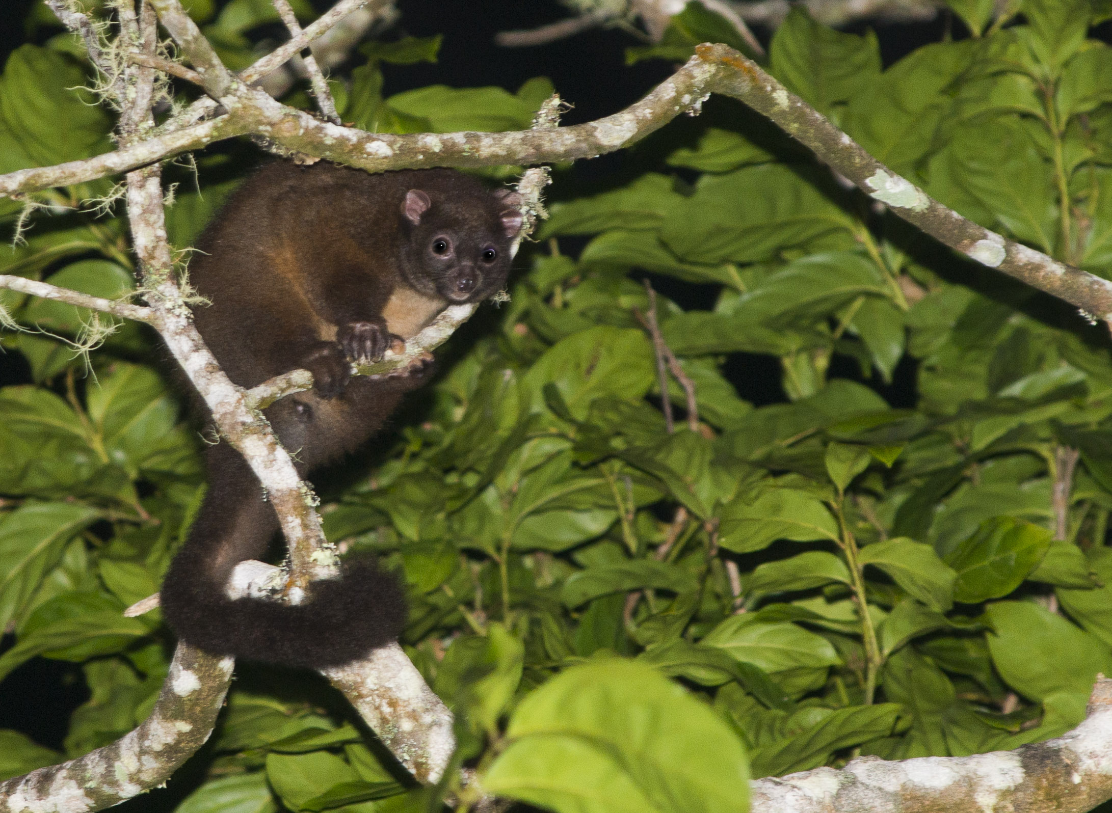 Lemuroid Ringtail Possum