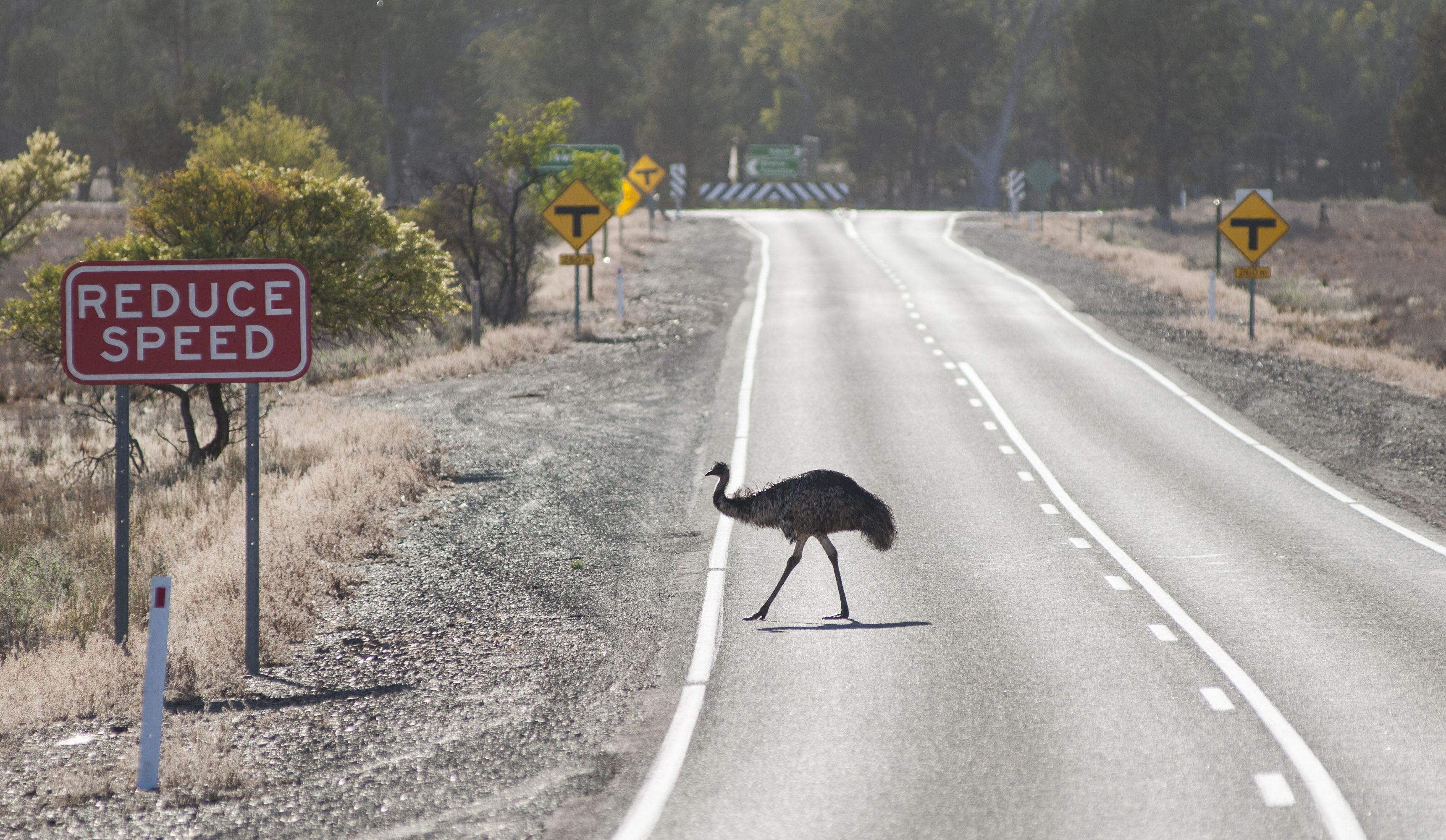 Emu