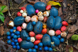 DaintreeNP_Rainforestfruits QPWS-WTMA perpetual licence © Steven Nowakowski_1 6