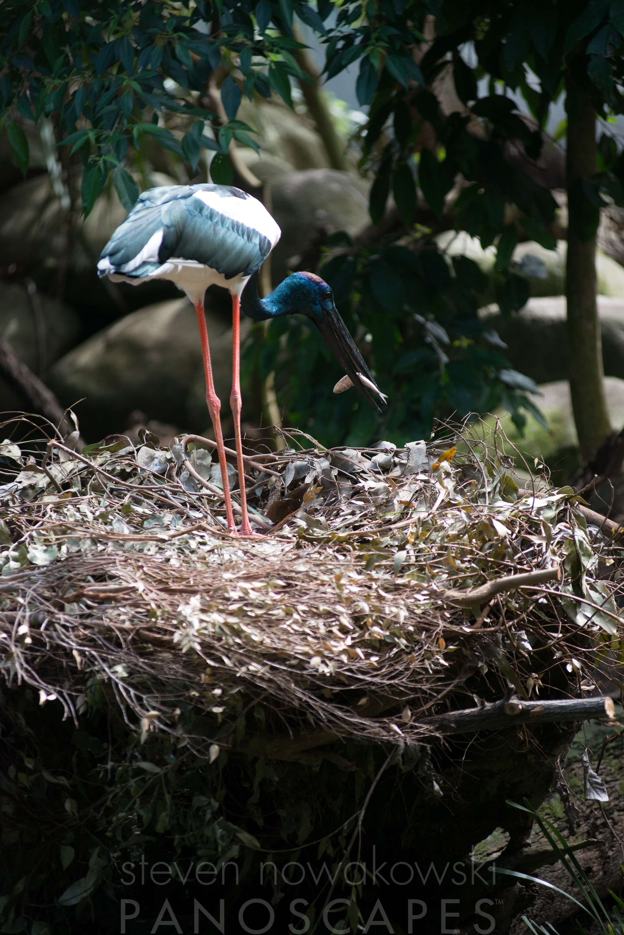 Black-necked Stork