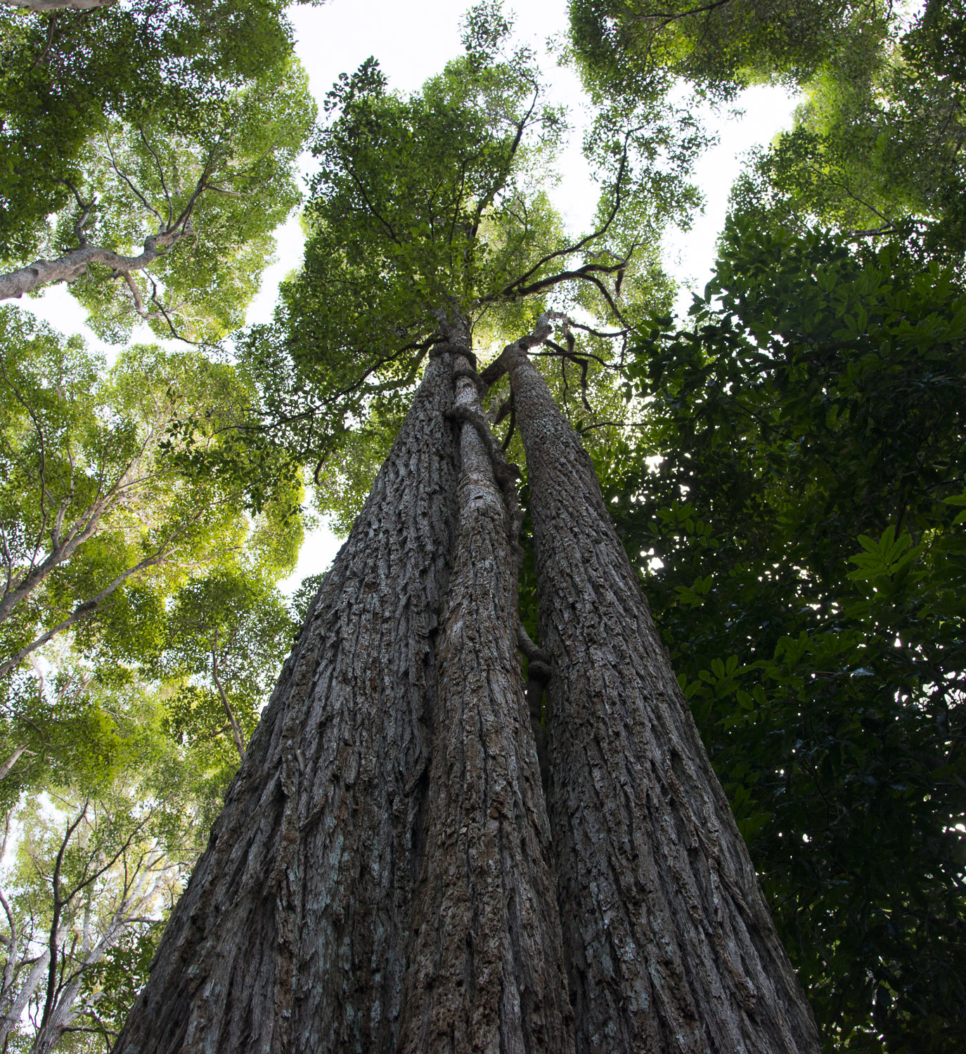 Towering Satinay trees