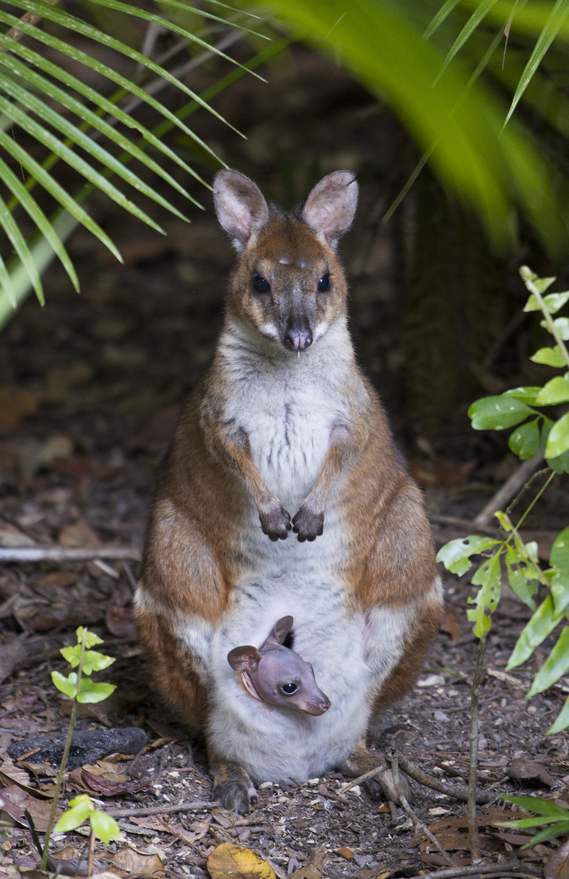 Red-legged Pademelon