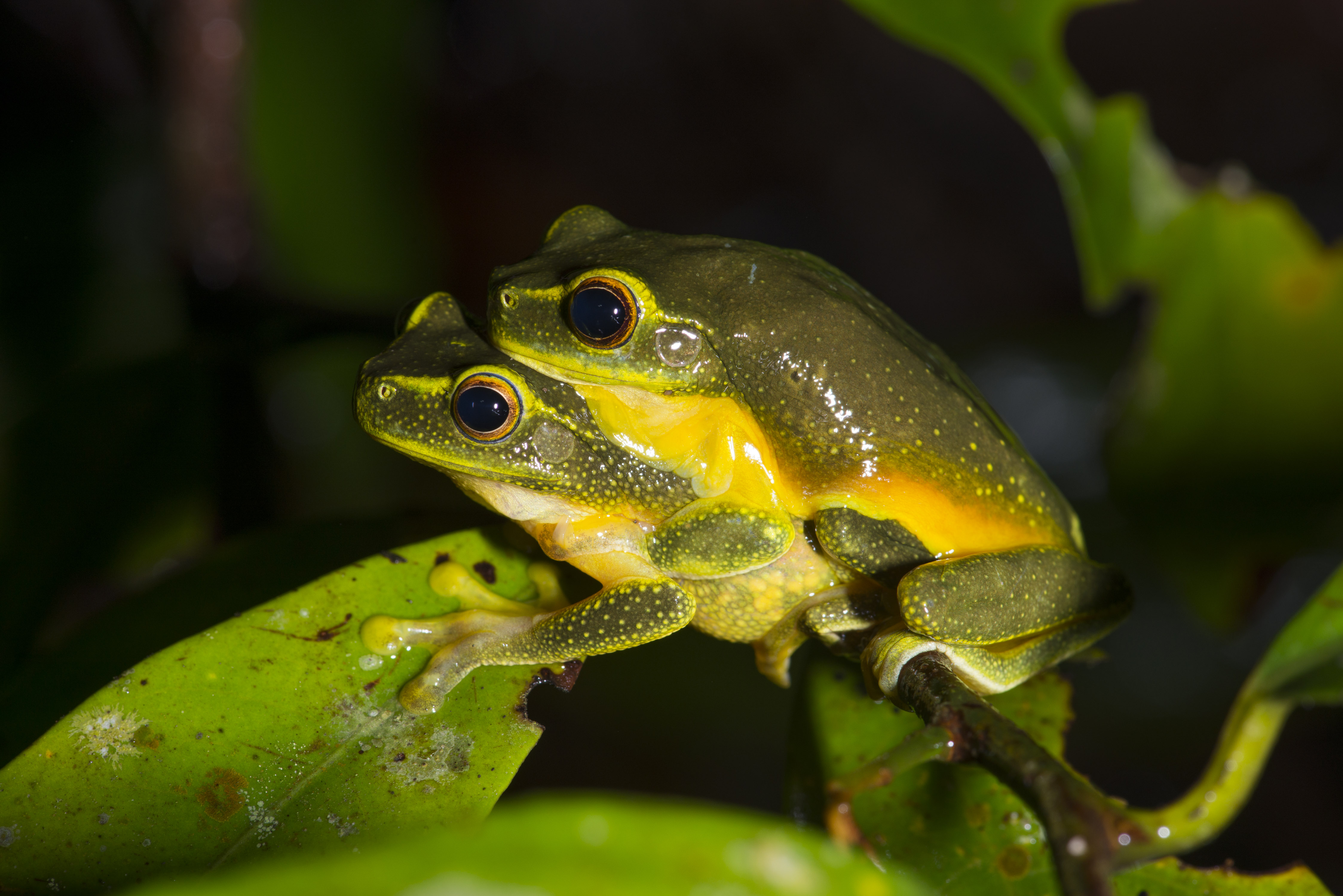 Graceful Treefrog