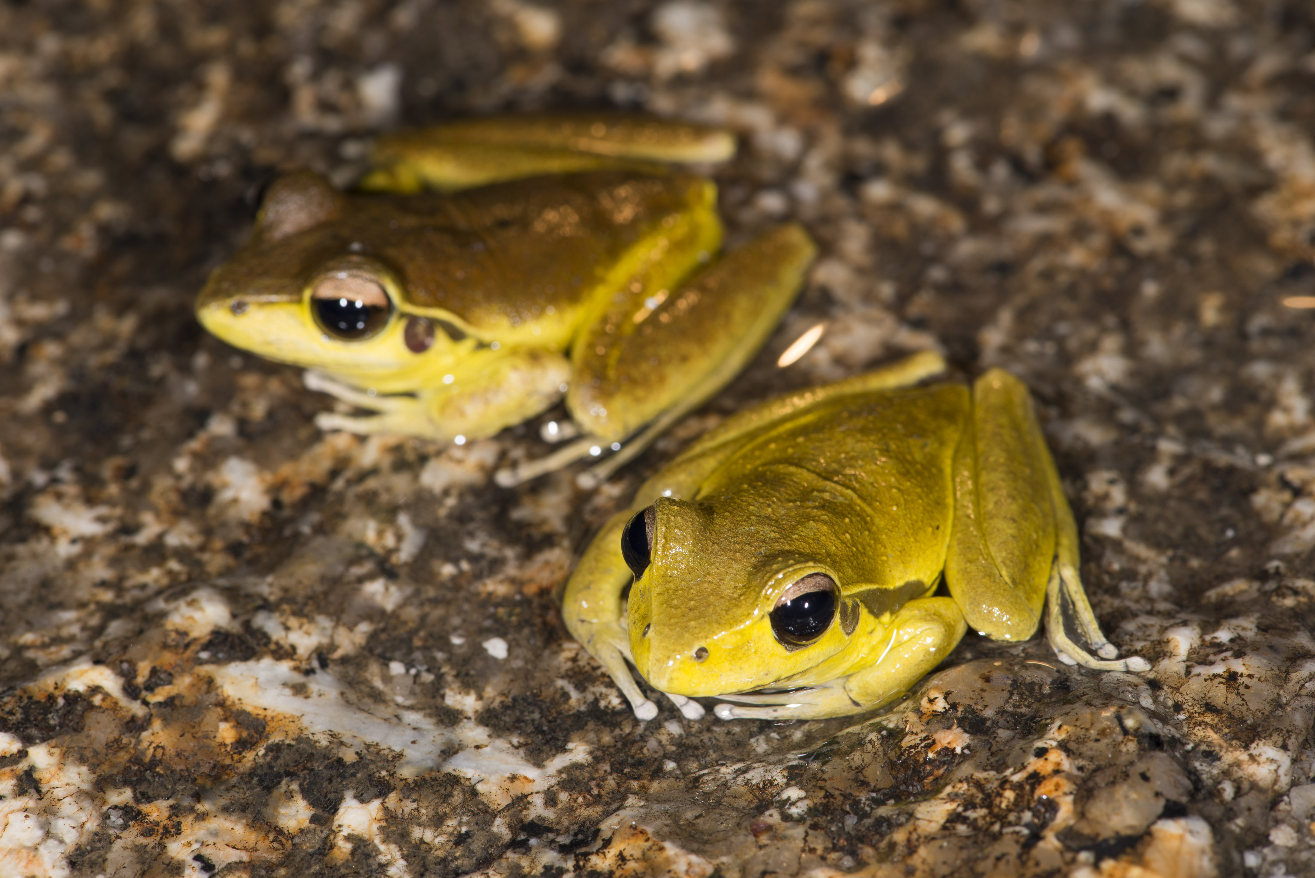 Stony-creek Frog