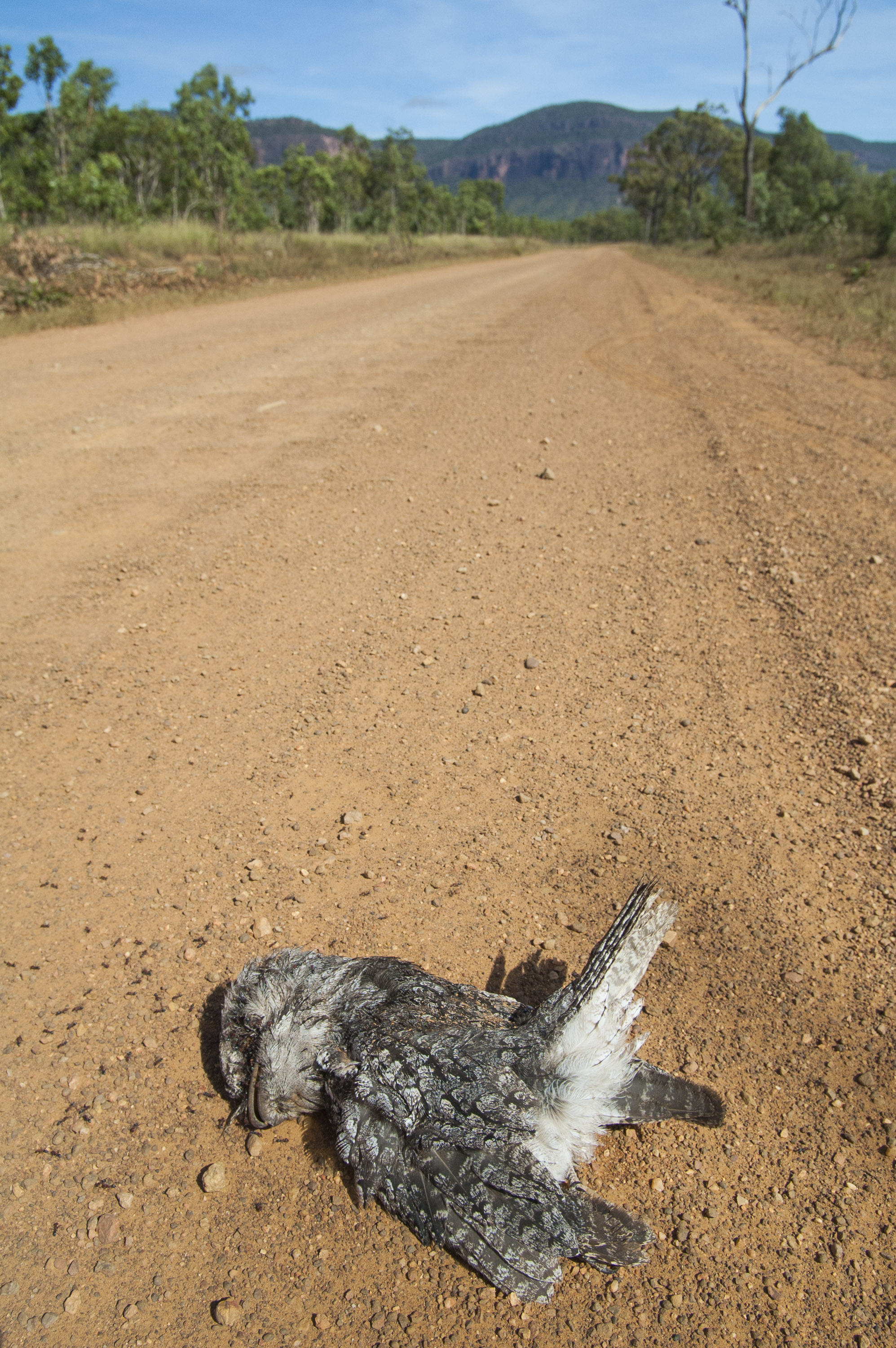 Dead Papuan Frogmouth