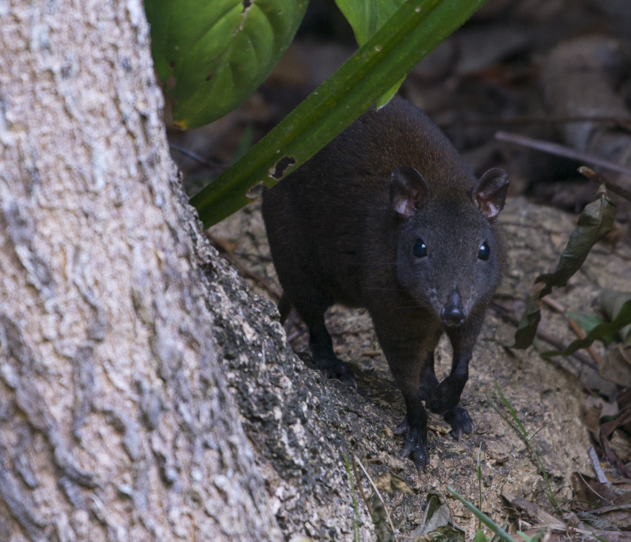 Musky Rat-kangaroo