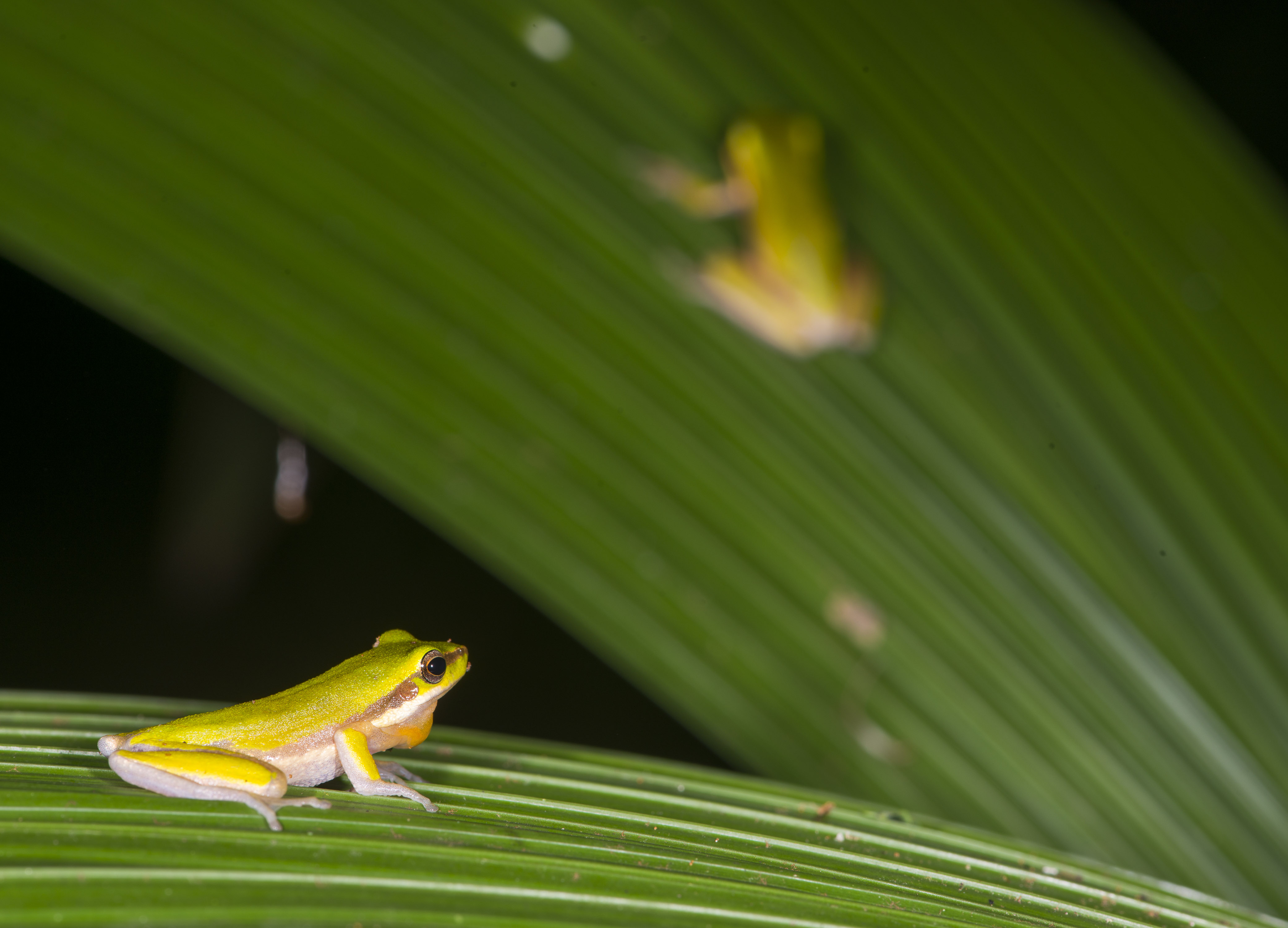 Northern Dwarf Tree Frog