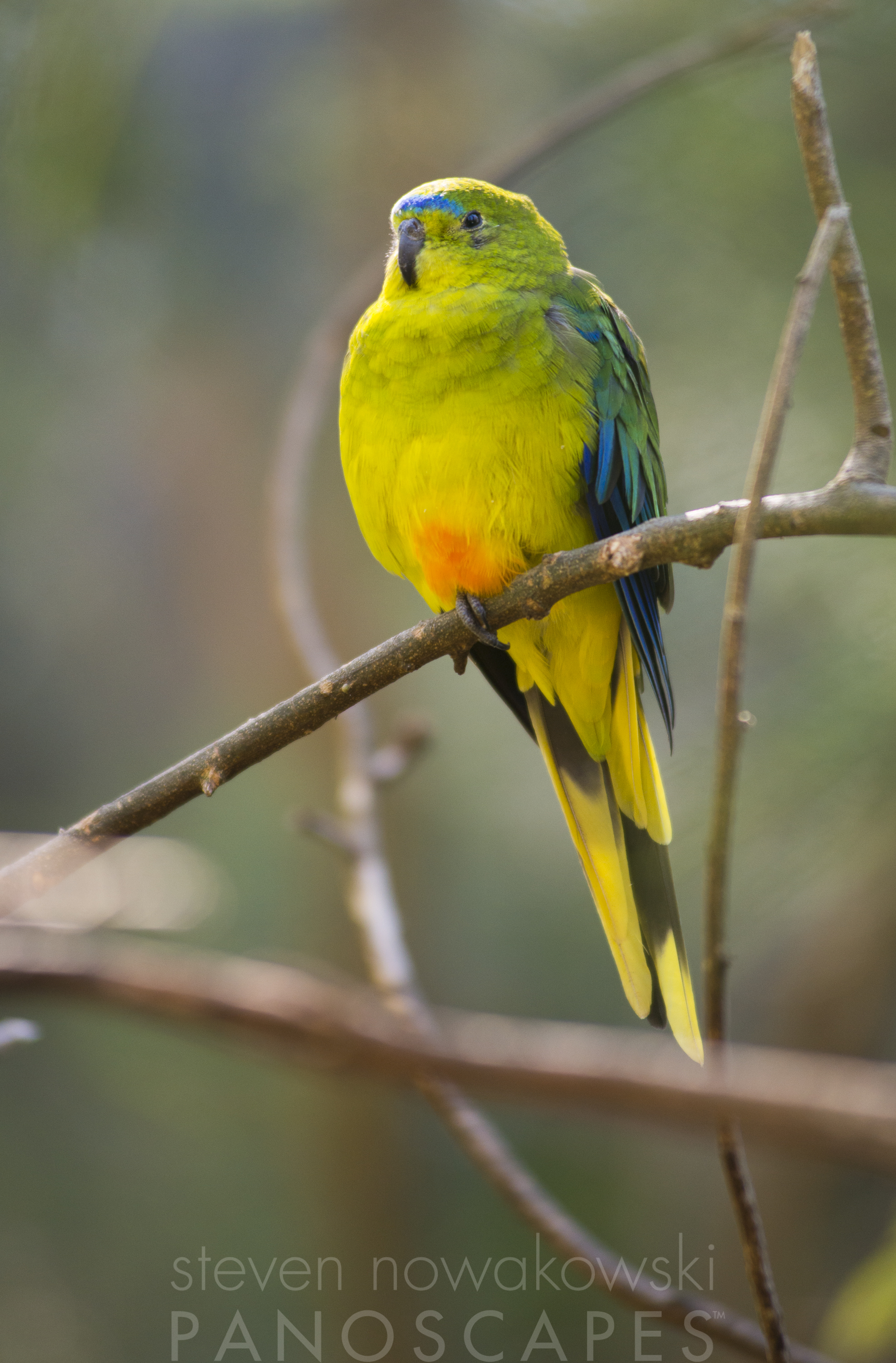Orange-bellied parrot