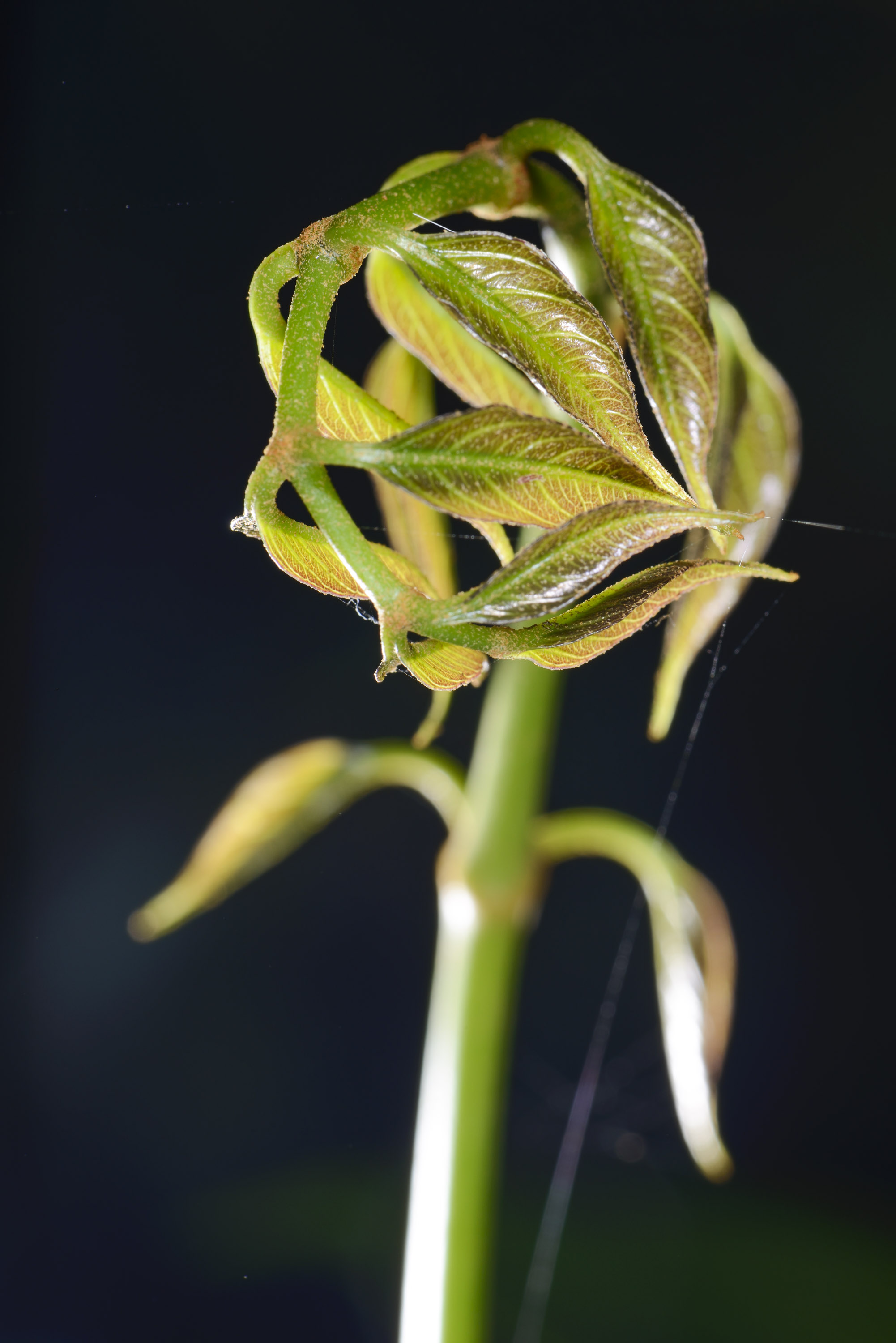 Unfurling leaves.