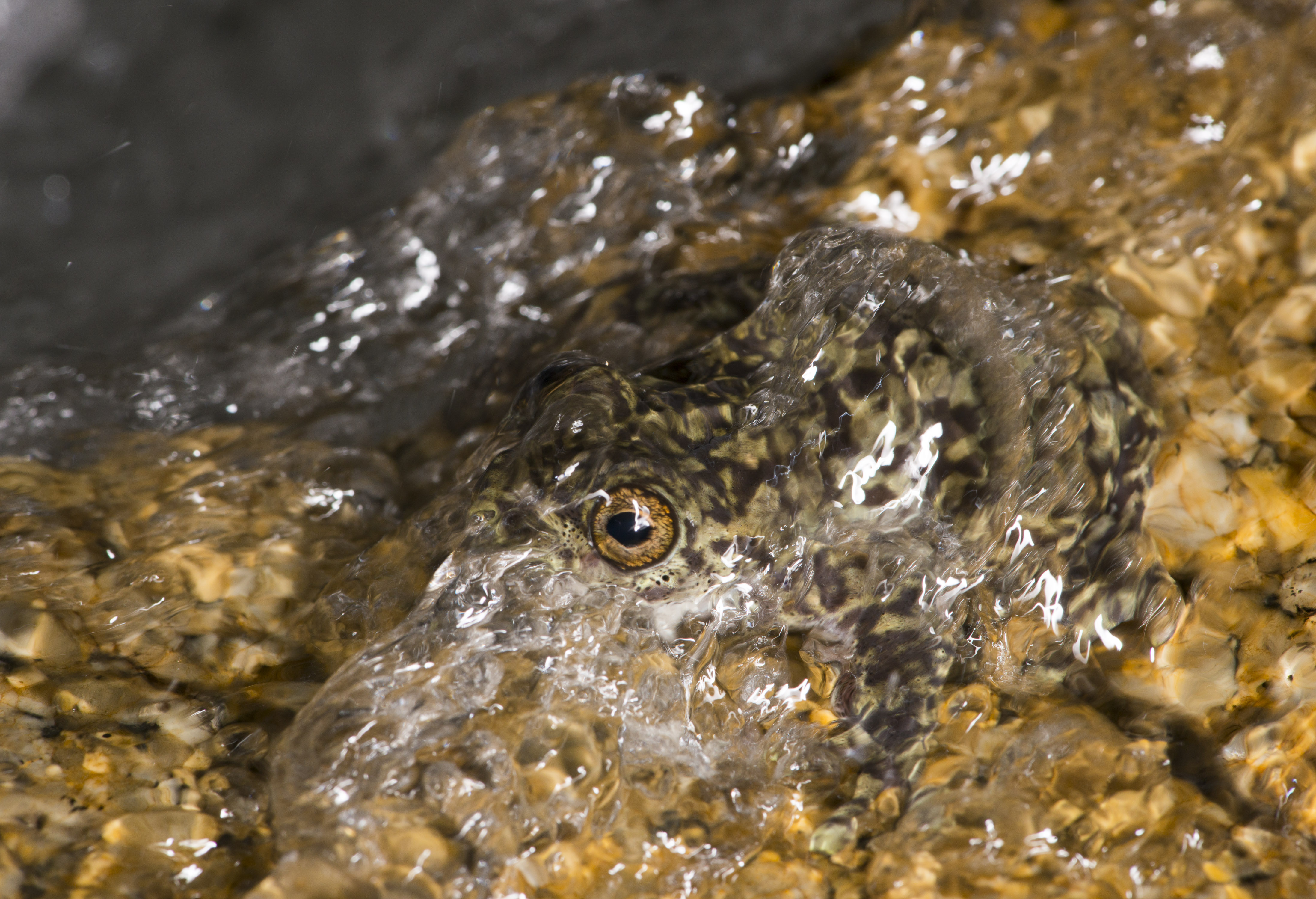 Waterfall Frog