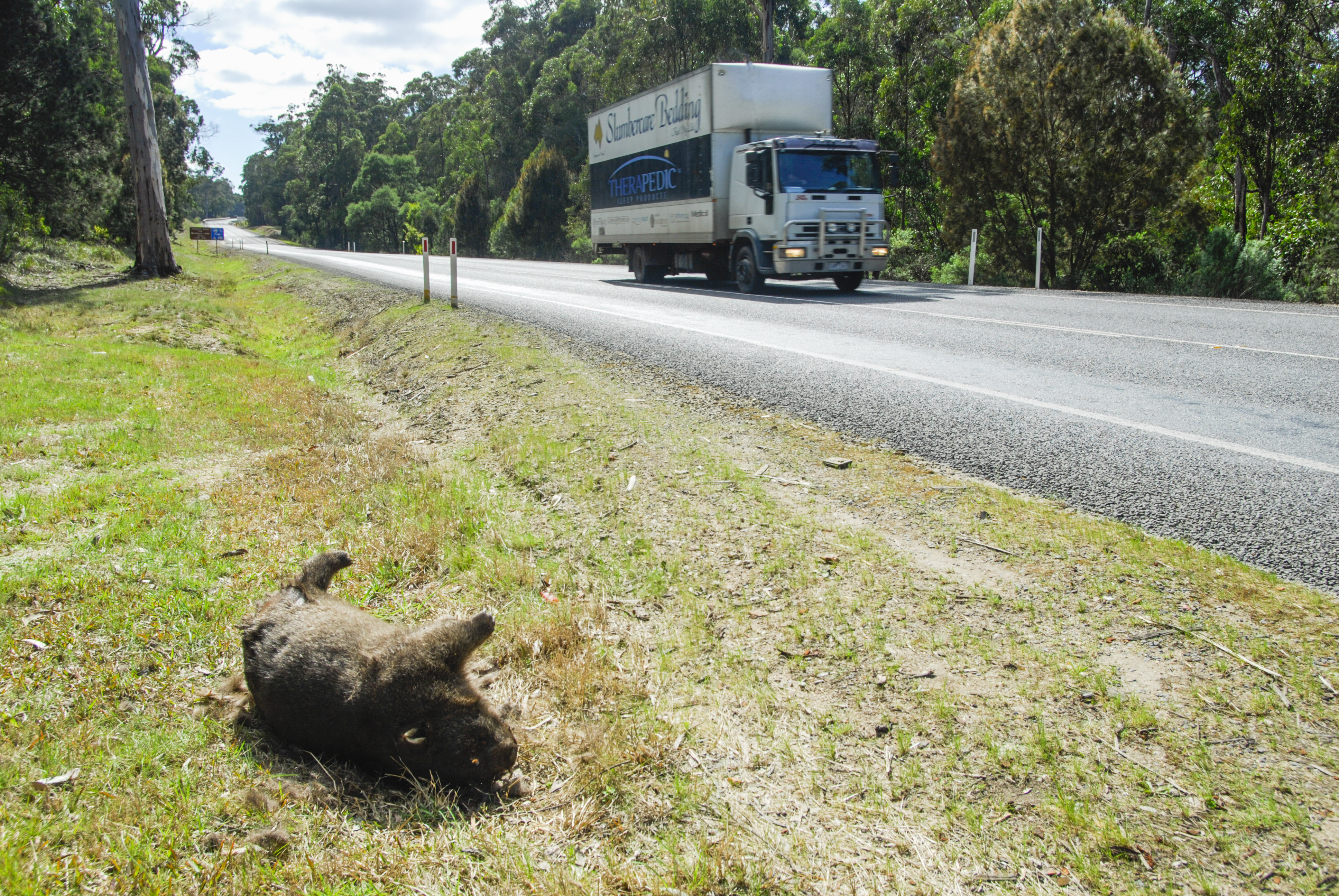 Dead Common Wombat