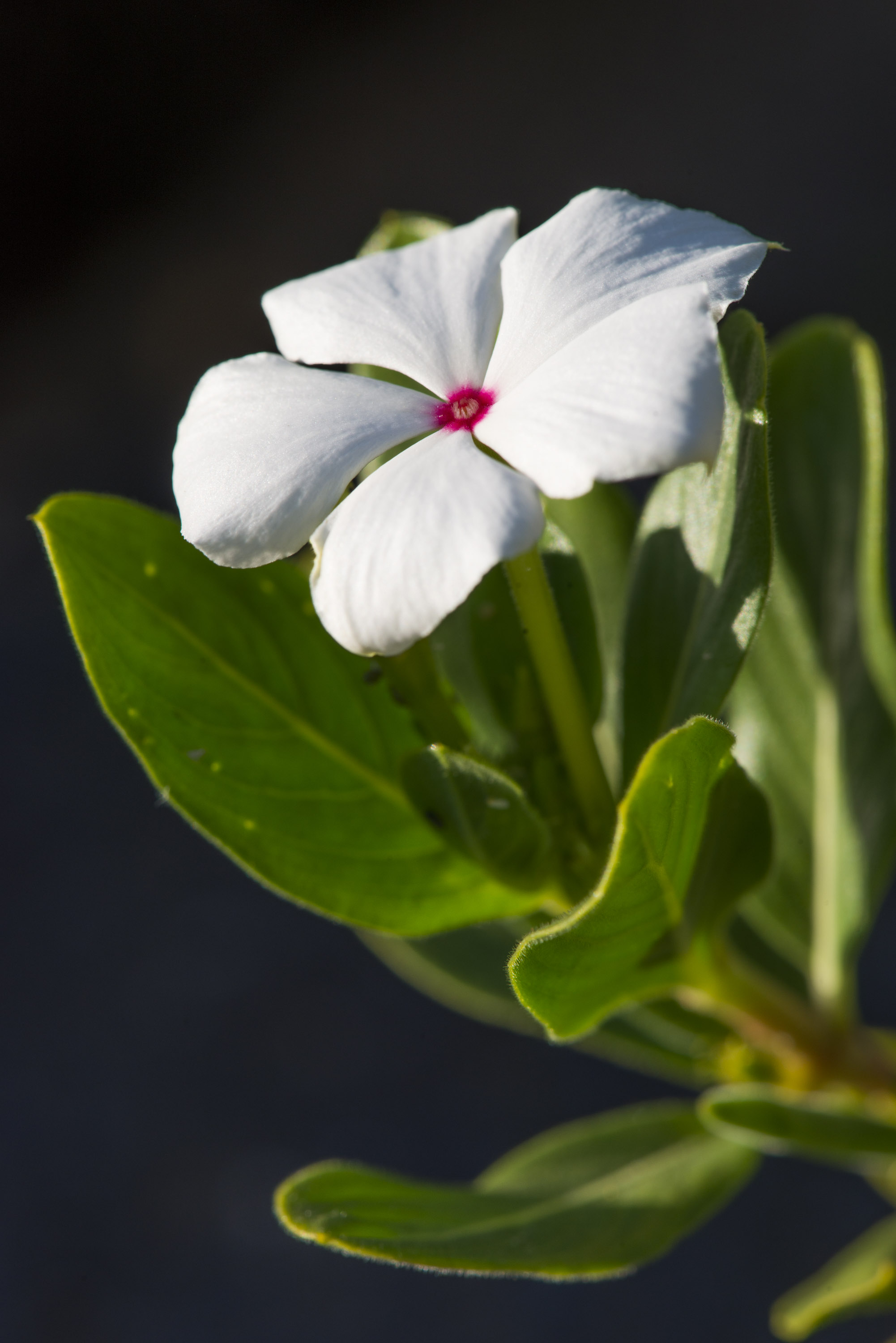 Native Gardenia