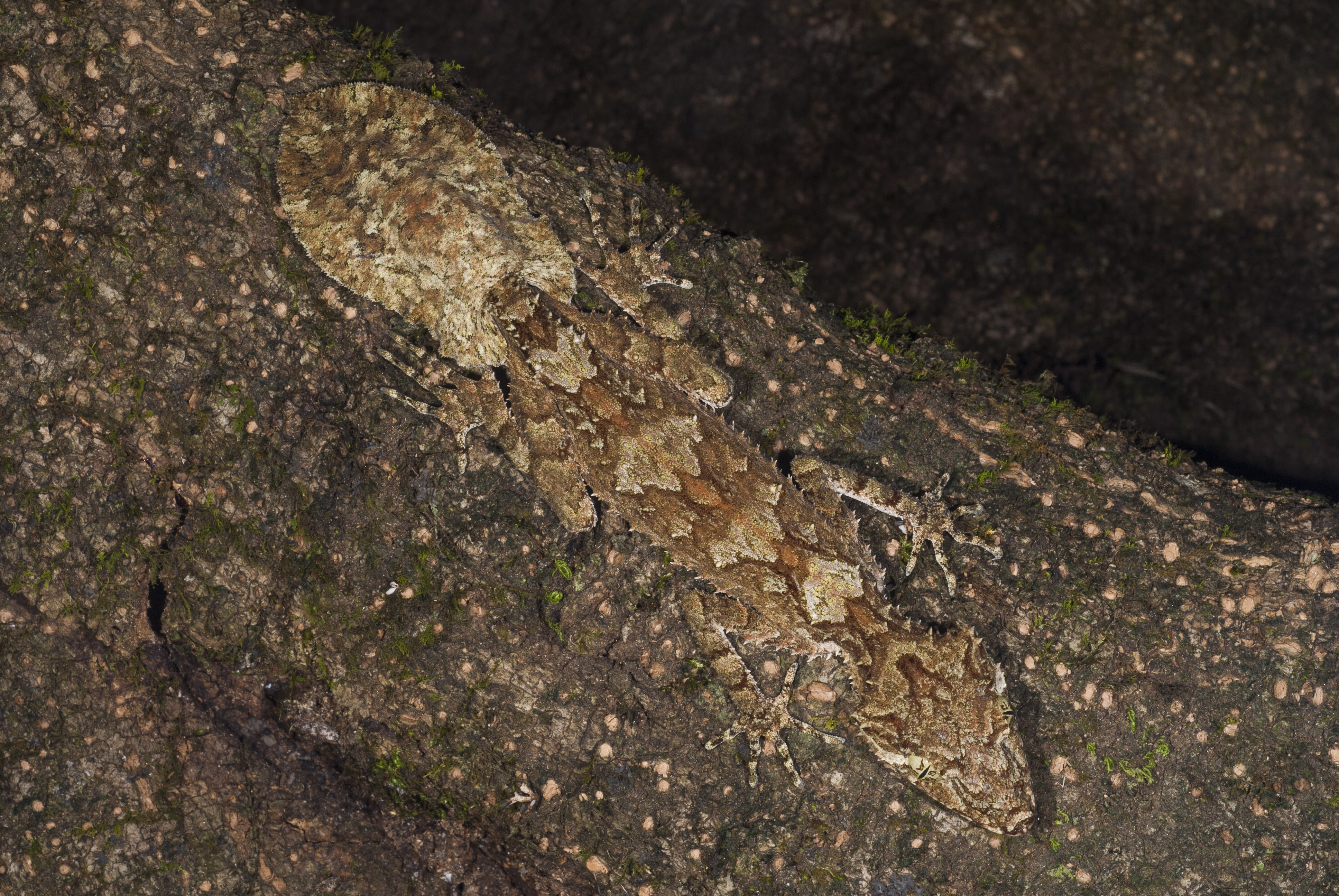 Northern Leaf-tailed Gecko
