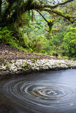WooroonooranNP_RussellRiverTributories QPWS-WTMA perpetual licence © Steven Nowakowski_1 1