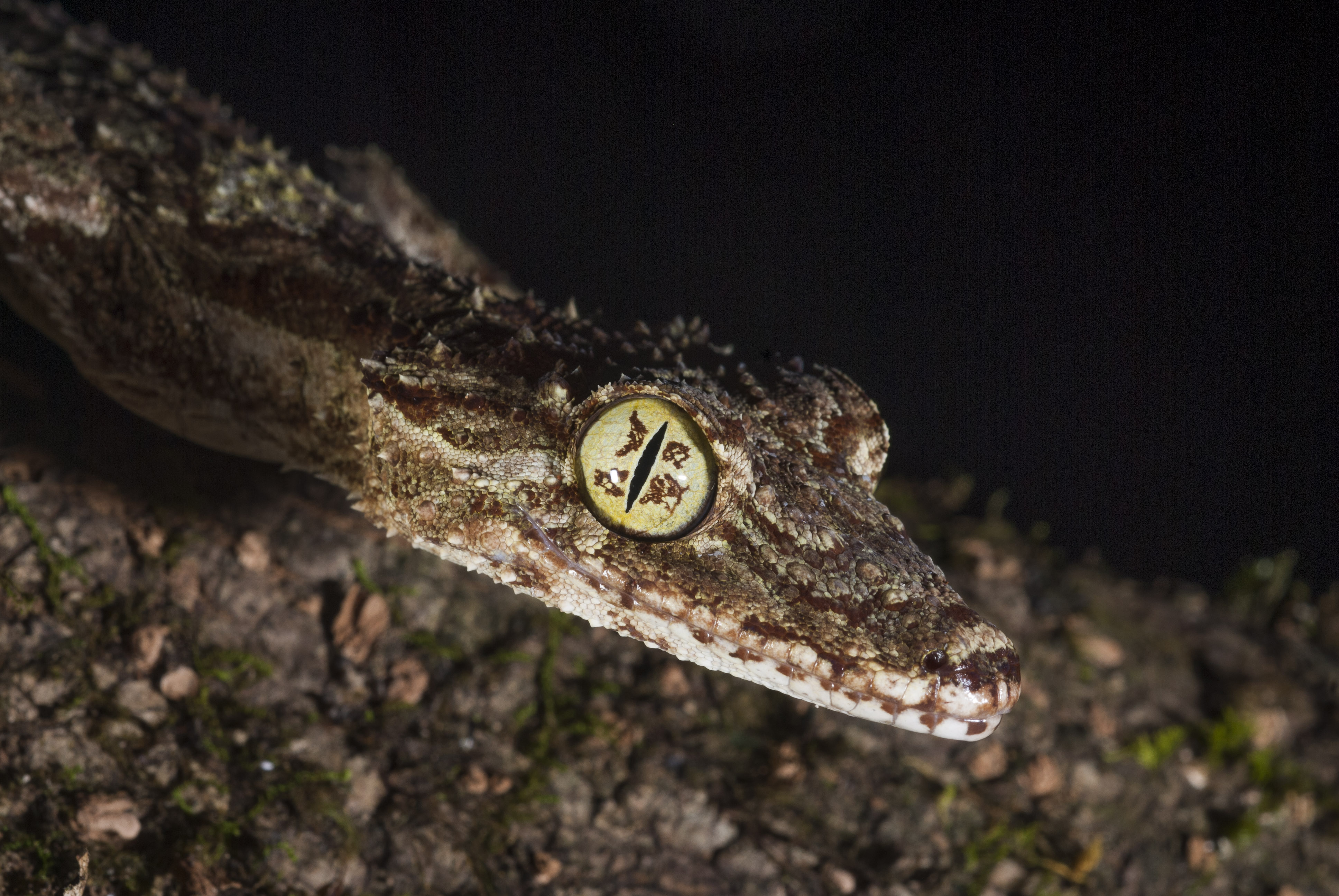 Northern Leaf-tailed Gecko